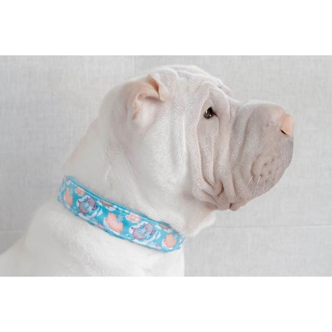 annie&pADdinGtoNさんのインスタグラム写真 - (annie&pADdinGtoNInstagram)「Why, sometimes I've believed as many as six impossible things before breakfast #pigscanfly #dogcollar #sowinkadesign #sharpei #sharpeisofinstagram #weeklyfluff #instagood #love #lambington #dog #dogs #doggo #dogsofinstagram #barked #wrinkles #iloveyoutothemoonandback beautiful collar made by @sowinkadesign」7月4日 12時35分 - anniepaddington