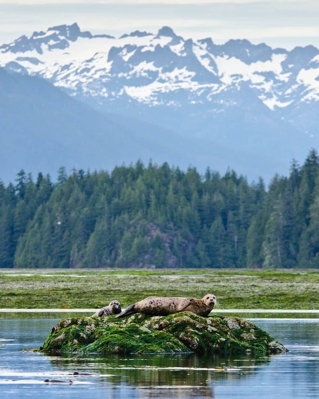 National Geographic Travelさんのインスタグラム写真 - (National Geographic TravelInstagram)「Photo by @bertiegregory | A female harbor seal and her pup rest on a rocky outcrop at low tide on the west coast of Vancouver Island in British Columbia, Canada. This place is home to an incredible ecosystem, although much of the coast’s old growth rainforest has been lost to logging. Protecting the forest that's left saves both the homes of countless creatures and the fresh air that we take for granted. #britishcolumbia #photography #wildlife #coast #seal」7月4日 12時51分 - natgeotravel