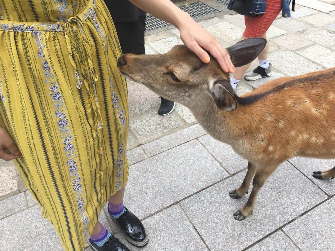 中村千尋さんのインスタグラム写真 - (中村千尋Instagram)「#奈良 #鹿 とタイマン張ったり 47ツアーの聖地巡ったり 見てみたかった #高速餅つき も行ってみたかった #麺闘庵 も何もかも、、 けど一番はライブ とても楽しかった😦  #レイブゲイト #ありがとうございました」7月4日 13時05分 - nanakanakamurachihiro