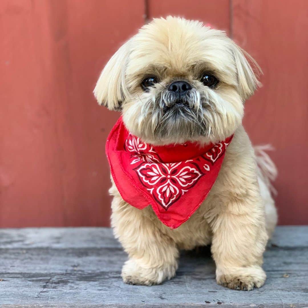 Dougie the Shih Tzuさんのインスタグラム写真 - (Dougie the Shih TzuInstagram)「Happy Fourth of July! 🧨 Please take extra care of your pets.」7月4日 22時49分 - dailydougie