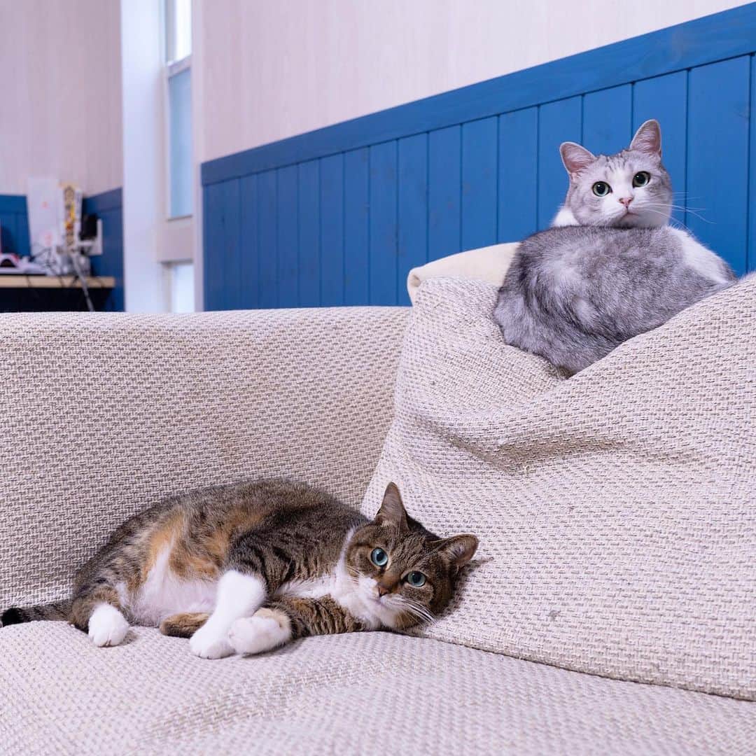 Sakiさんのインスタグラム写真 - (SakiInstagram)「* So I always took photo's of Ruby and Eve on this couch, but it is time to say goodbye! We'll be getting receiving a new sofa we bought last month! Can't wait to sit on it with them! . ずっとルビーとイブが乗って写真を撮っていたこのソファですが、遂にお別れです！ 先月新しい物を買ったから、それが今週末届くんです😝楽しみー！ #元野良猫部 #元野良もカワイイ説普及隊 *」7月4日 22時54分 - rubyeve12