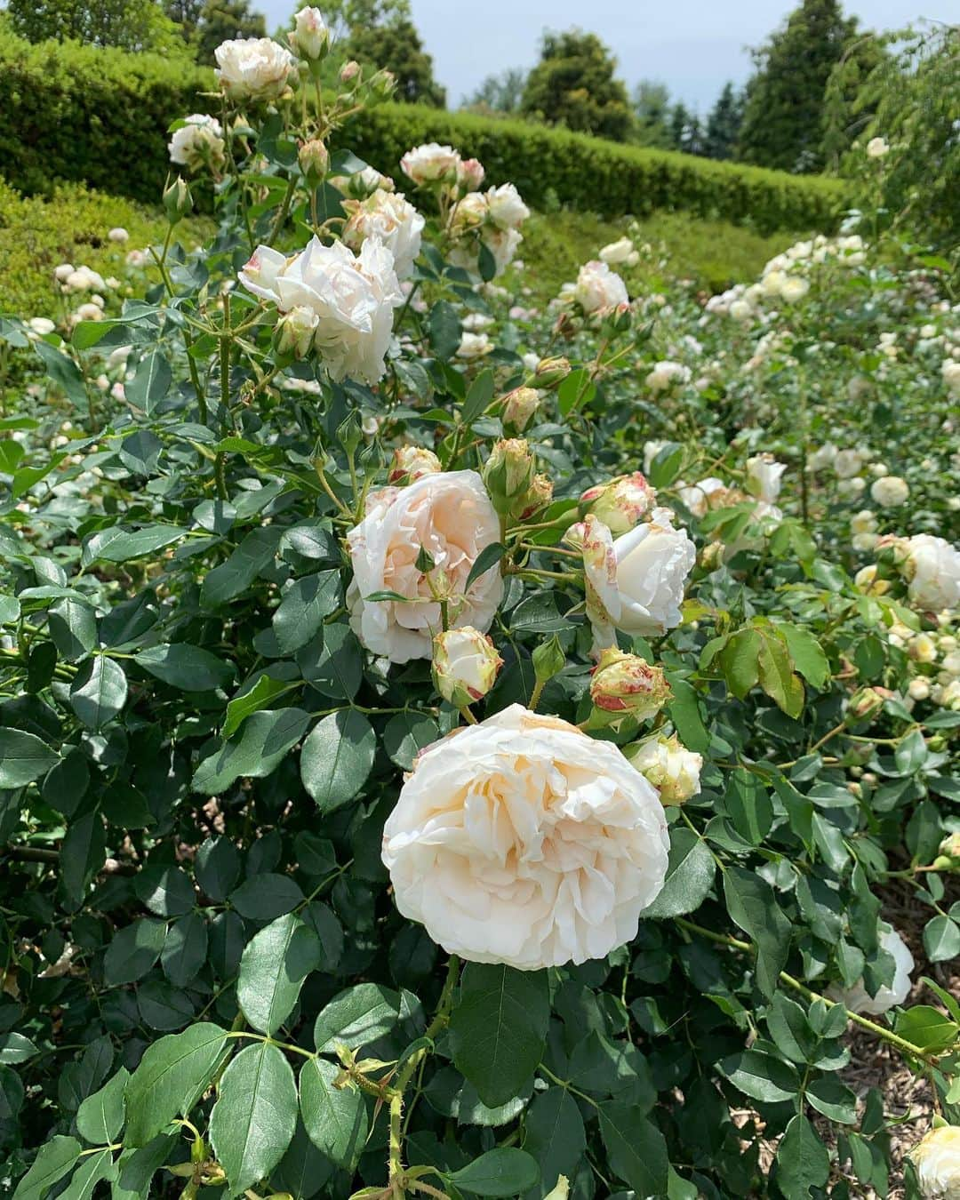 PINKYさんのインスタグラム写真 - (PINKYInstagram)「🌈🐝🦋🌹🌳💫 . 実家に帰省していました🌿✨ . 毎回必ず連れて行ってもらう館ヶ森は、本当に良いところ😌🌳🌈💕 . 裸足になってアーシングをして、 植物や動物や虫さん達と触れ合えて、娘も満喫していました👧🏻❤️🎶 . ストーリーズにpostしたのですが、有機栽培小麦で作ったパンや、オーガニックのナッツやドライフルーツの量り売りもあって最高🤤🥜🍇💕 ・・・ ・・・ #love #happy #family #mamalife #parentslife #babygirl #2歳 #familytrip #館ヶ森アーク牧場 #裸足 #アーシング」7月4日 23時09分 - shanti_pinky_shanti