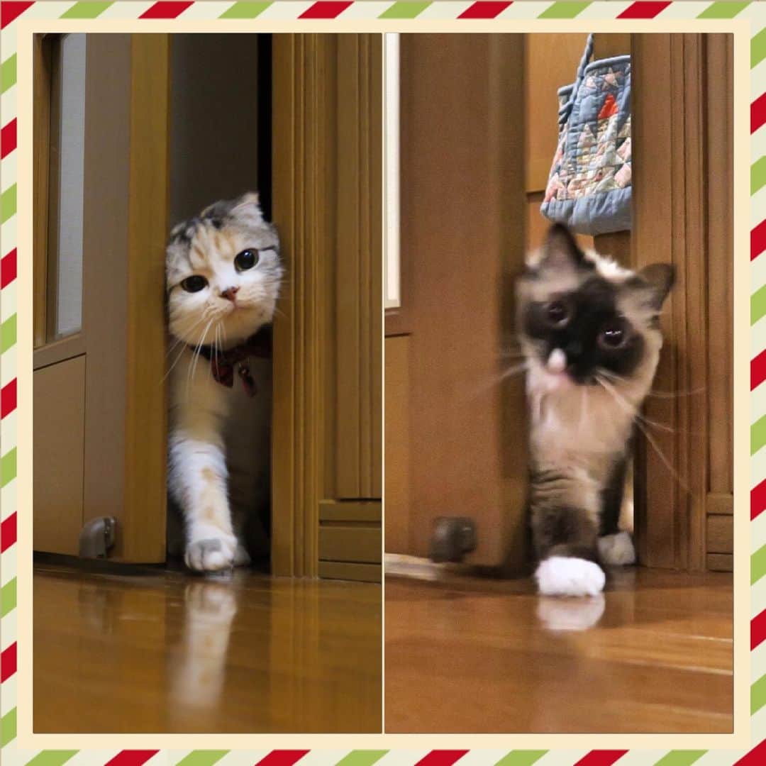 takegaeruのインスタグラム：「ドアを通る姿、好き😽❤️ おやすみにゃさい♬  #cat #scottishfold #猫 #スコティッシュフォールド #三毛スコ友の会 #ragdoll #ラグドール #ホワイトポッチーズ」