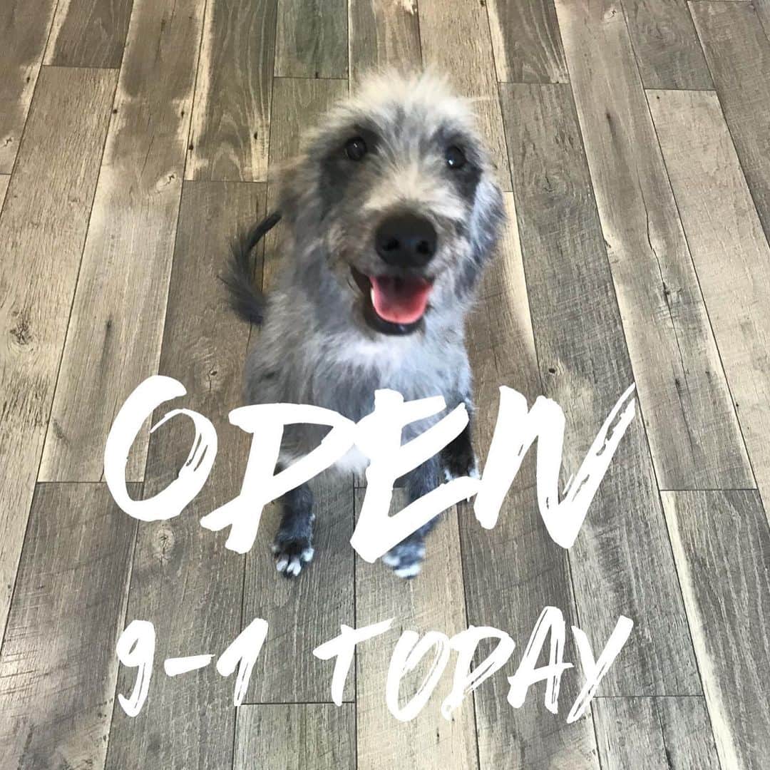 Dogs by Ginaのインスタグラム：「Stop in and grab that CBD before the big show tonight 🎆🎇」