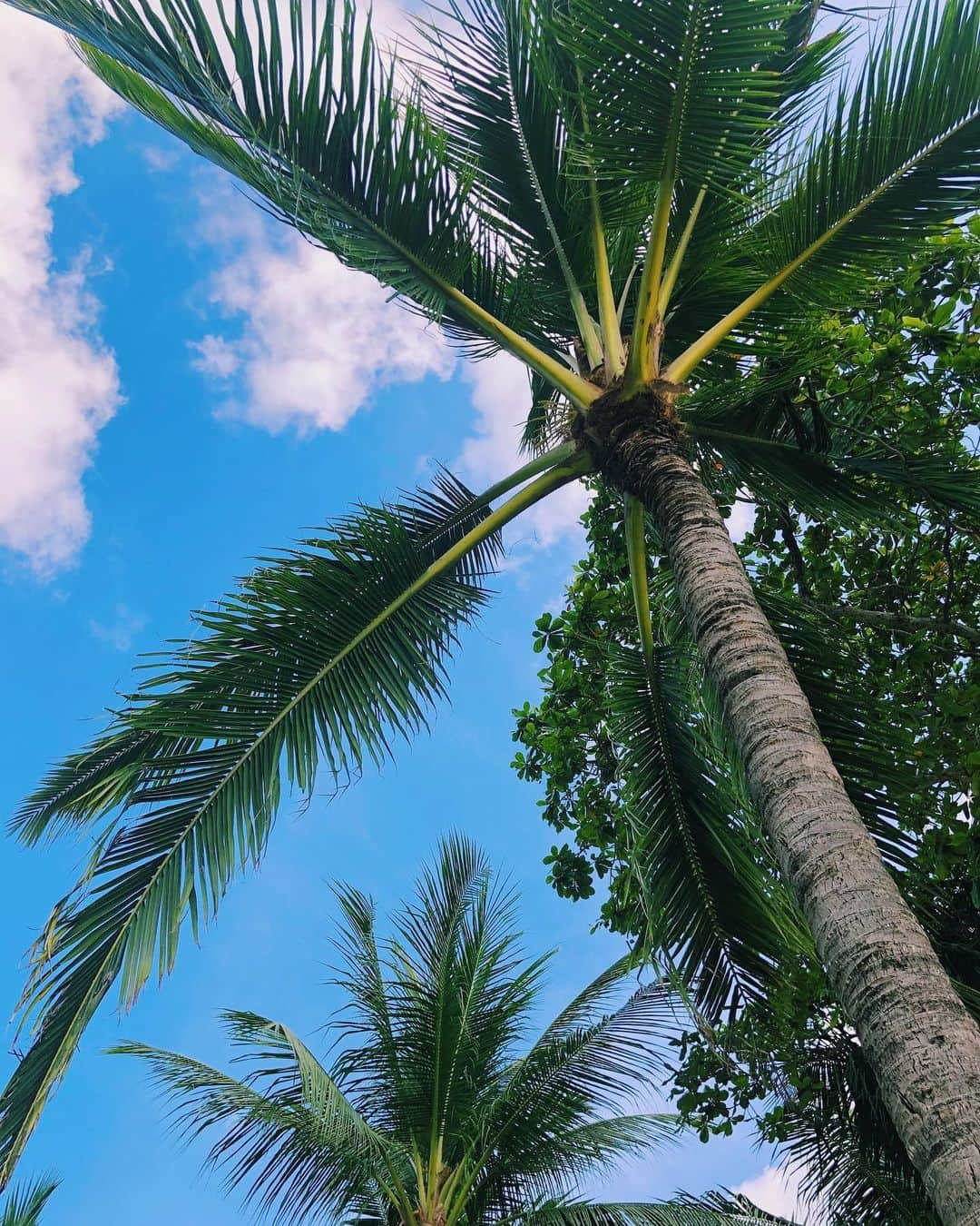 ノウィキ茉莉のインスタグラム：「🌴 #palmtrees #paradise #bali #indonesia #バリ島 #インドネシア #パラダイス #ヤシの木 #空 #青空 #夏 #sky #blueskies #photooftheday #photography #summer」