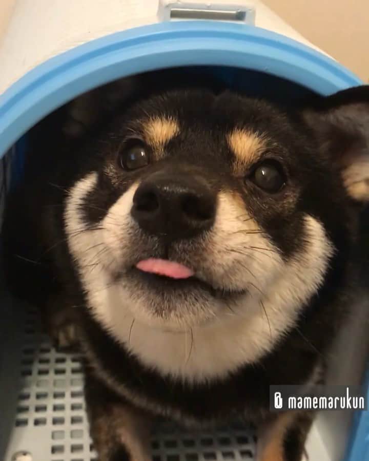 まめ丸のインスタグラム：「* * まだねたくなくて、べっそー🏠に たてこもったよ🐶💓 #もっとあそぼあそぼ * Good night🐶💓 * #ぼくがおうちに来たときのキャリー🐶 #せまいけどおちつくよ💓 #まめ丸の別荘 🏠シリーズ * #柴犬#豆柴#柴#黒柴#黒豆柴#犬#日本犬#しばいぬ#shiba#shibainu#shibastagram#shibadog#puppy#instadog#dogstagram#dog#instashiba#petstagram#pet#buzzfeedanimals#cute#cutedog#강아지#멍스타그램#weeklyfluff#dailyfluff」