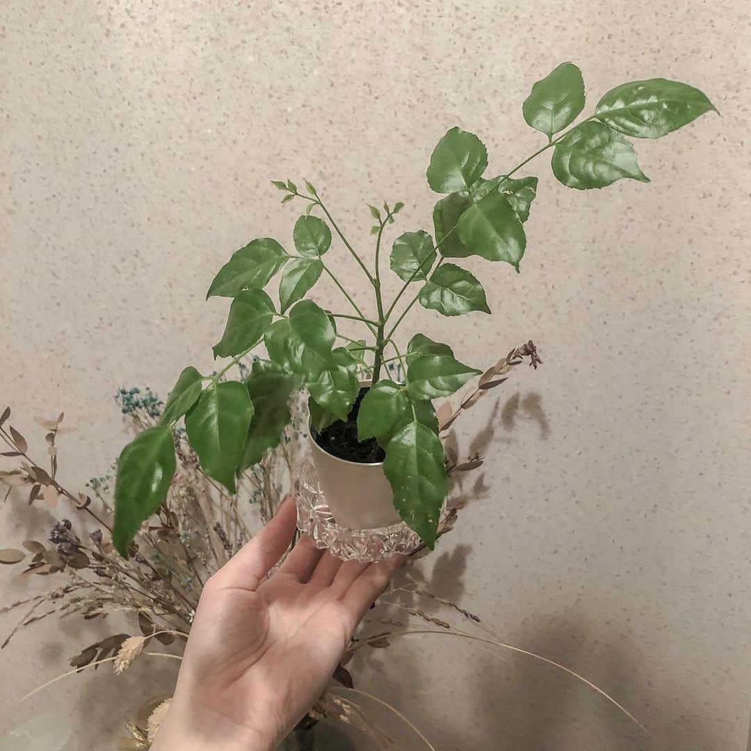 仁藤萌乃さんのインスタグラム写真 - (仁藤萌乃Instagram)「家の植物が元気いっぱい。植え替えてあげなきゃね。名前は知らない。」7月4日 23時44分 - moeno.n_official