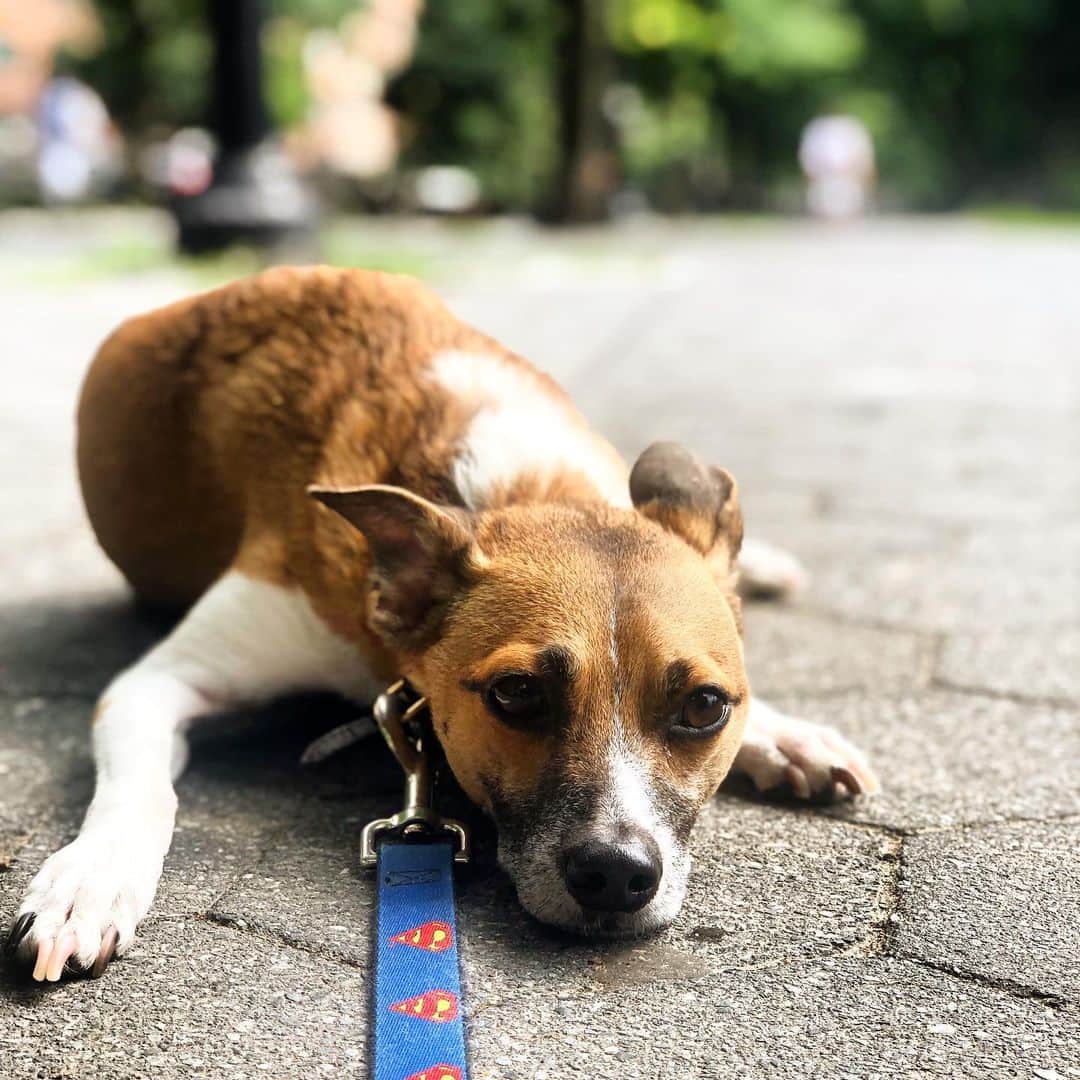 のインスタグラム：「Happy 4th of July. Here’s hoping you find a nice spot to rest and reflect. #4thofjuly #independenceday #winedog #superman #superdog」