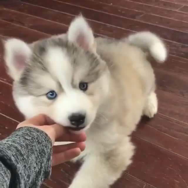 husky and malamuteのインスタグラム：「Hello baby.😝😝 @preciouspomskies」