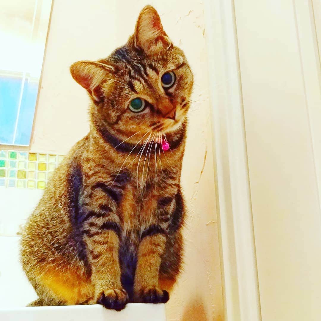 高口里純さんのインスタグラム写真 - (高口里純Instagram)「洗面所で首傾げ😽  #猫#ねこすたぐらむ #にゃんすたぐらむ #キジトラ#洗面所  #cat#kitty#pet」7月4日 23時46分 - takaguchijay