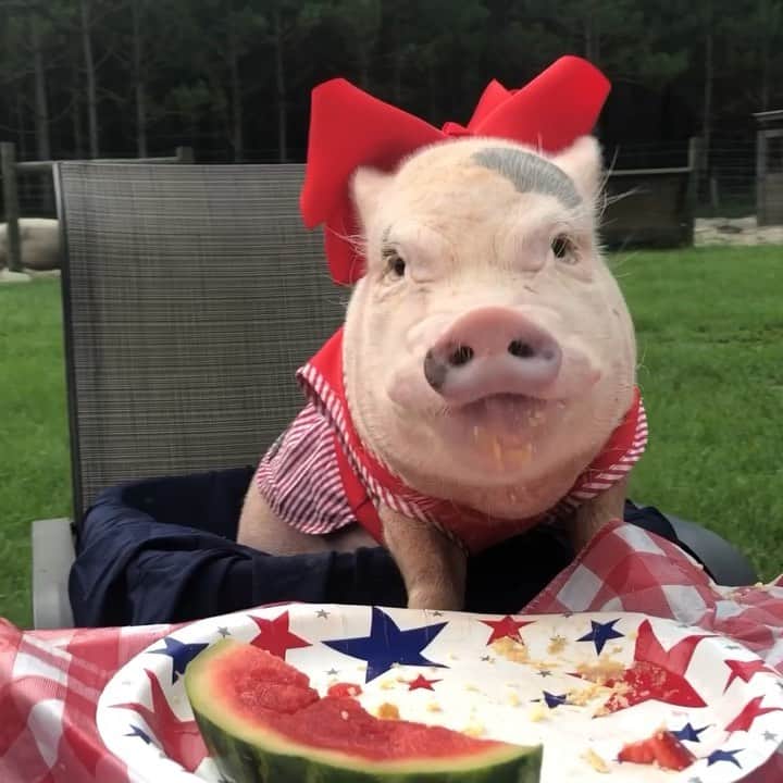 のインスタグラム：「Happy Fourth of July! This is the only way a pig will be served at our holiday pignic! Have a great day with friends and family and be safe! We love you!🐷💙🐶❤️#fourthofjuly #friendsnotfood #Pigtailthepug #PoseyandPink #PiggyPenn #PrissyandPop」