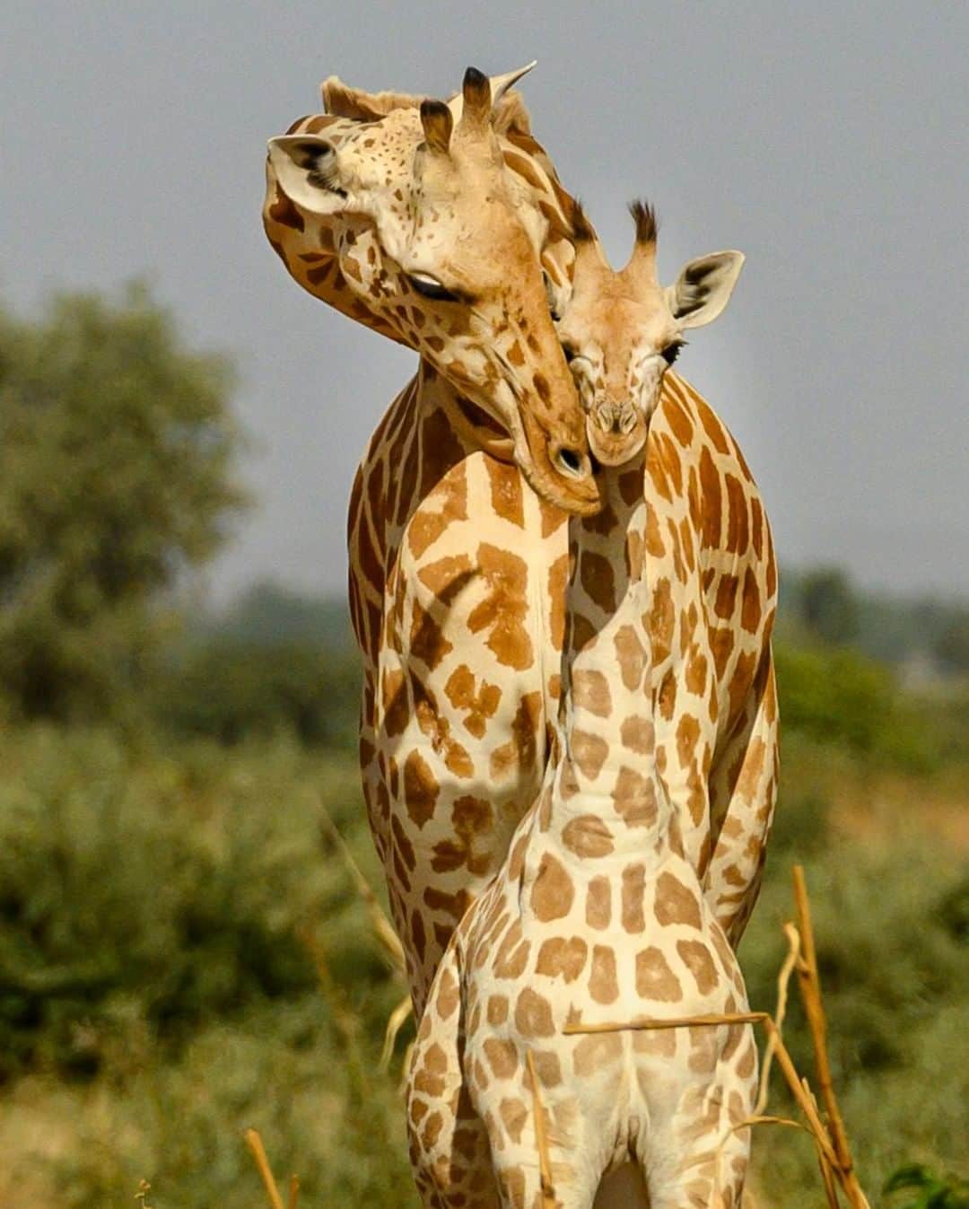 ナショナルジオグラフィックさんのインスタグラム写真 - (ナショナルジオグラフィックInstagram)「Photo by Ami Vitale @amivitale | A mother giraffe embraces her calf outside the small village of Doulouwal Peulh in Niger. In this small enclave 50 miles from the capital, Niamey, people live side by side with the endangered West African giraffe in Niger's "giraffe zone," a government-defined region where giraffe and humans coexist. There are only about 600 West African giraffes left on the planet (up from a low of 49 in the wild, itself a conservation success). In December 2018, the Giraffe Conservation Foundation (@giraffe_conservation), with the Niger government and other partners, endeavored to move eight of these highly threatened giraffe from the zone to Niger's Gadabedji Biosphere Reserve, where they have been absent for more than 50 years. The translocation has been a huge success and they are doing well. Follow @amivitale @giraffe_conservation and @sdzsafaripark to learn more and get involved in saving this iconic species.  #giraffe #savegiraffe #niger」7月4日 15時39分 - natgeo