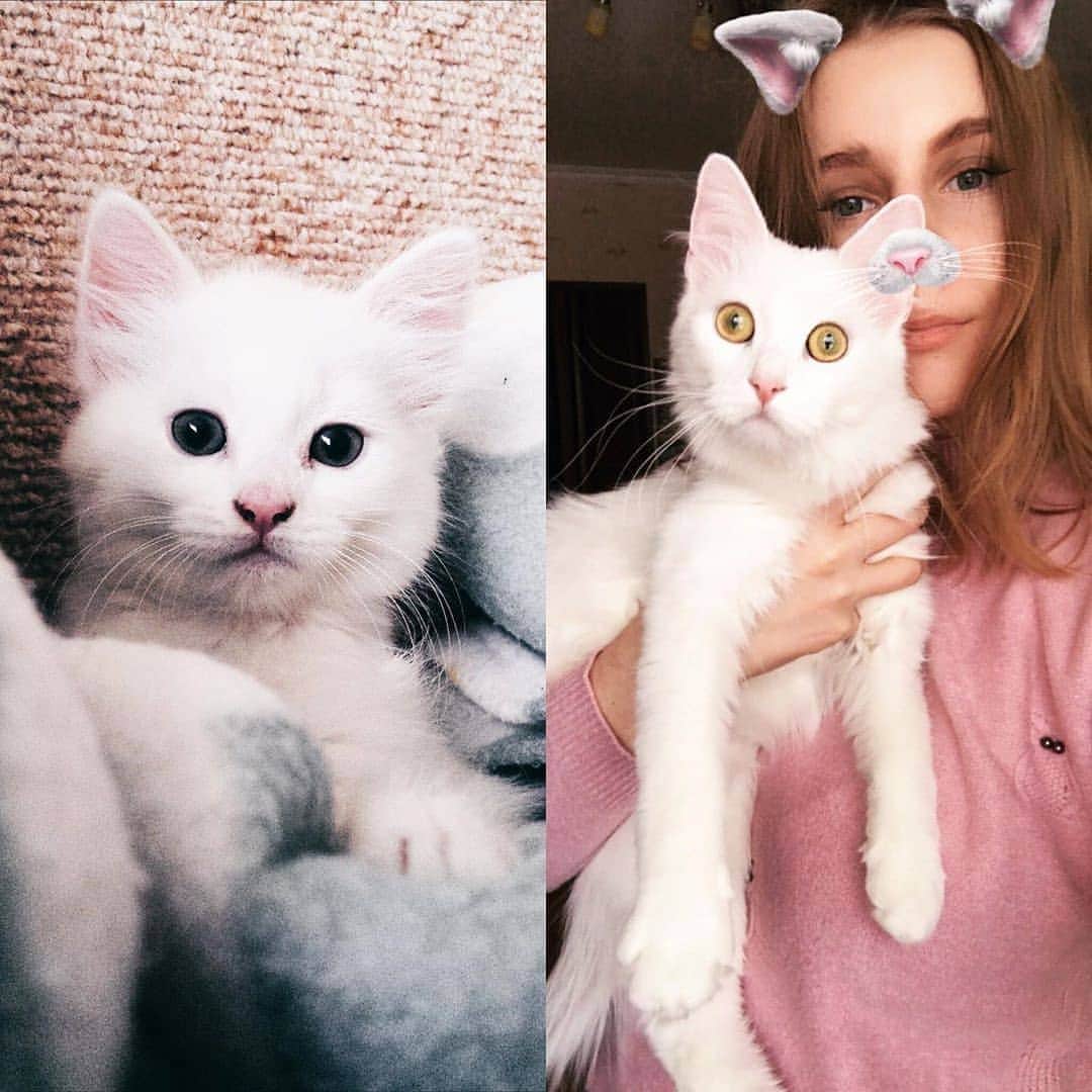 のインスタグラム：「The evolution of marshmallow 📷@tasja_and_tuisu @park_kkone @paolomonegatti @charlot_cat_ @poodle_thecat @izabelacalmcat @cinderela_ragdoll  Tag #meowedTBT to get a chance to be featured  #meowed #meowedtbt #throwback #throwbackthursday #kitten #thenandnow #ragdoll #tabby #scottishfold #britishshorthair」