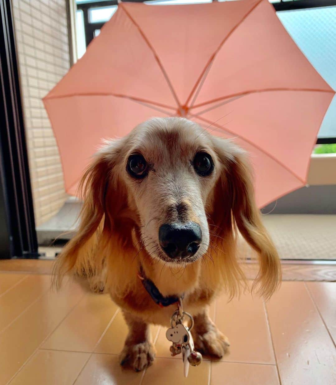 向日葵?さんのインスタグラム写真 - (向日葵?Instagram)「雨止んだけど また降るんだね☔️ 15歳のお誕生日まで1週間😁 ＊ #犬#ダックス#ダックスフンド#ミニチュアダックス#dachs#いぬぐみ📛#pecoいぬ部#シニア犬 #よく寝るシニア犬#わんぱく部#サンデイ#todayswanko #east_dog_japan #ボンボンハイスクール#傘」7月4日 17時07分 - hinata.miyuki