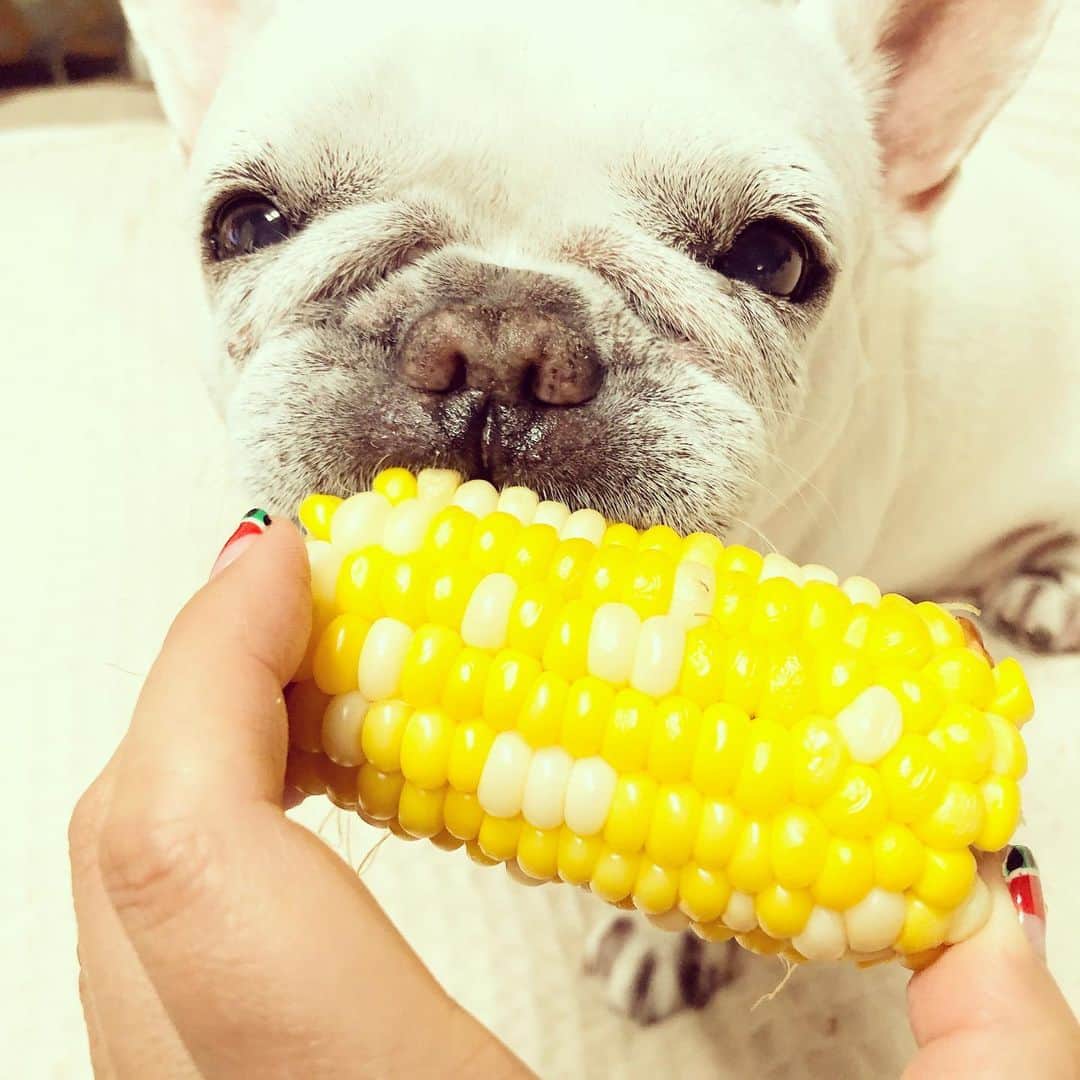 藤田朋子さんのインスタグラム写真 - (藤田朋子Instagram)「#トウモロコシ が好きです🌽 #フレブル #フレンチブルドッグ #ハナペチャ #ブヒ #ワンコ #犬 #食べる #tomokofujita #frenchbulldog #dog #corn #favorite」7月4日 17時13分 - chiendormant
