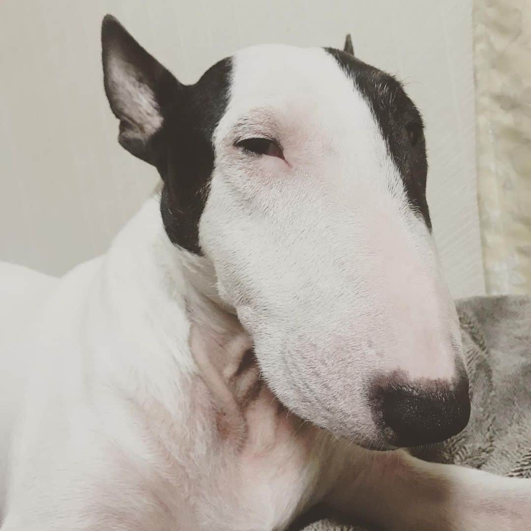 Q太郎さんのインスタグラム写真 - (Q太郎Instagram)「#minituru#bull#terrier#minibullterrier#miniturubullterrier#dog#dogstagram#cute#qtaro#love#family#ミニチュア#ブルテリア#ミニチュアブルテリア#Q太郎」7月4日 17時16分 - qtaro.jun