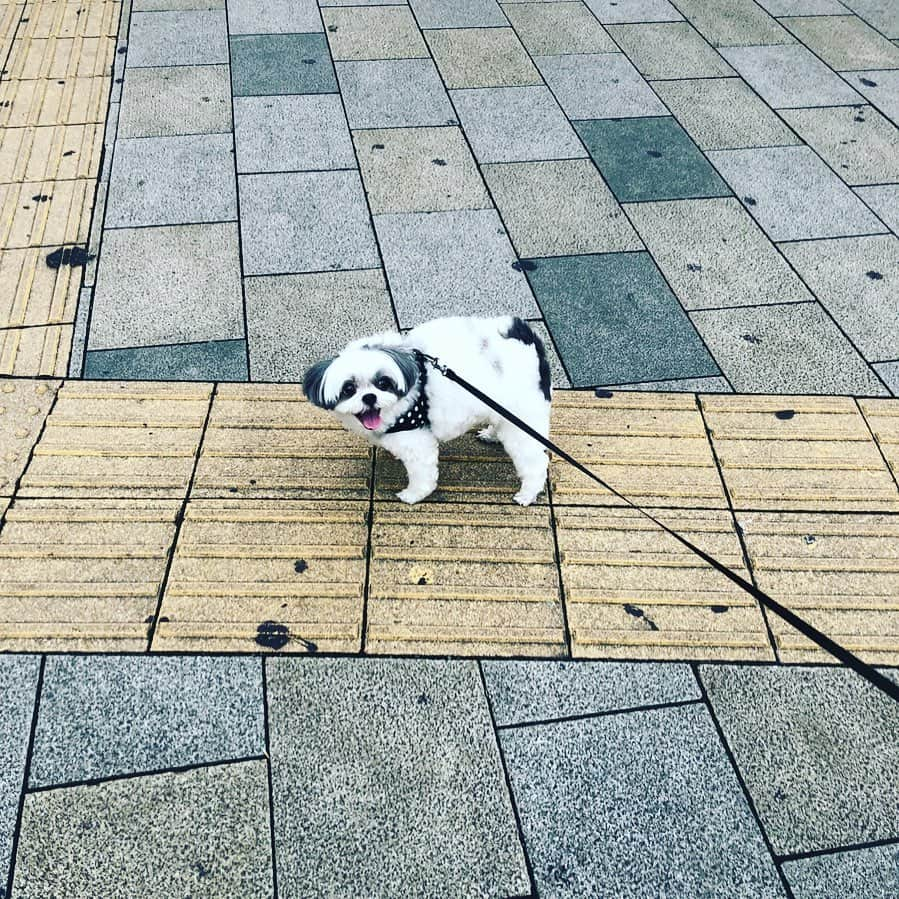 千吉良恵子さんのインスタグラム写真 - (千吉良恵子Instagram)「#もちちゃん😍💕 #濱田マサル君の🐶💕 #表参道で遭遇❣️ #お散歩中 #なんだかラッキー⭐️」7月4日 17時19分 - chigirakeiko