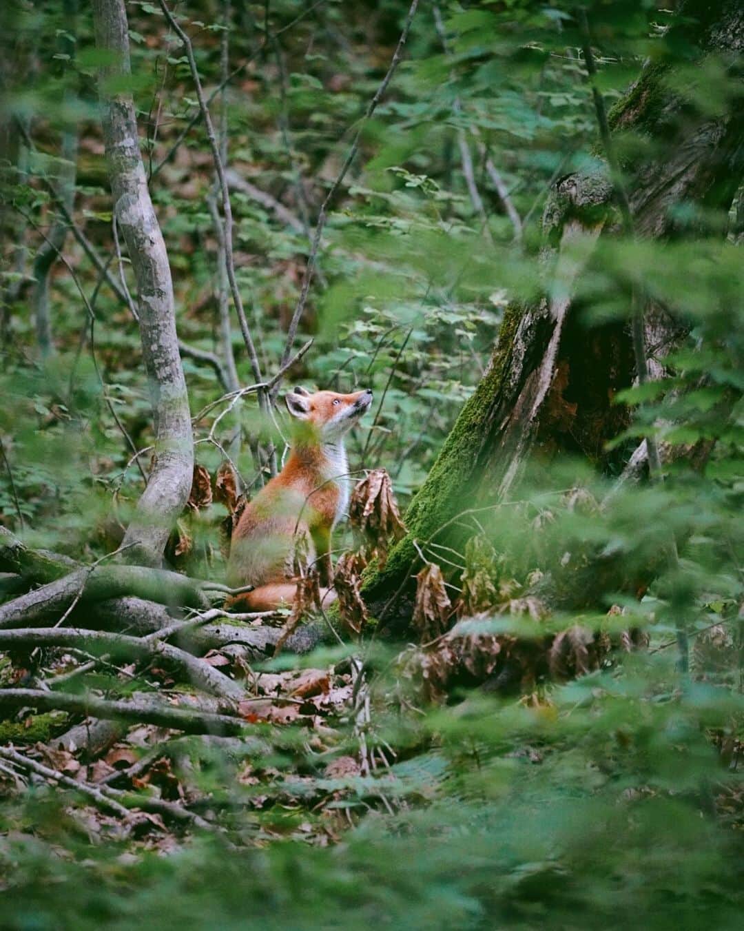 Hikaruのインスタグラム：「The young fox which looks up at the sky. . . . #instagram #instagramjapan #igersjp #東京カメラ部 #tokyocameraclub #natgeo #yourshotphotographer #sony #bealpha #SonyAlpha #SonyImager #pashadelic #naturephotography #naturegeography #fox #キタキツネに会いたい #キタキツネ #lovers_nippon #photogrena_nature #photo_shorttrip #japan #visitjapanjp #longexposure_japan #hokkaido #写真好きな人と繋がりたい #北海道 #A7RM3 #Japan_ilc #SonyAlphaAnimalPortrait」