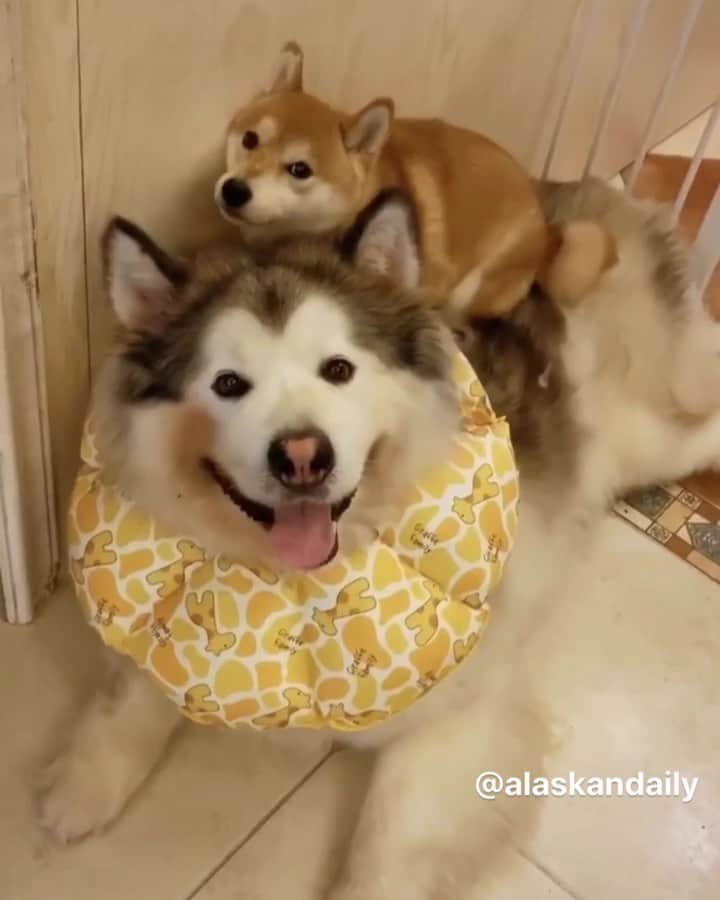 husky and malamuteのインスタグラム：「The rest of my life all of you.💖💖 follow @alaskandaily （Twitter：alaskandaily）for more cute pic and video.😜 ……………………………………………………………… Each video was approved by the original author. But  don't have a Instagram account. We are first one post those video. So watermark credit @alaskandaily ……………………………………………………………… #alaskan#malamute#alaskanmalamute#alaskanhusky#malamutesofinstagram#puppylife#puppylove#puppydog#puppylover#dogdays#malamutepuppy#huskies#huskeypuppy#huskeiesreq#siberian#huskeiesofig#dogslife#dogsofnyc#cutedog#cutedogs#huskeypics#huskeylovers#huskygram#huskeylove#huskiesofinstagram#dogsofnyc#husky#狗」