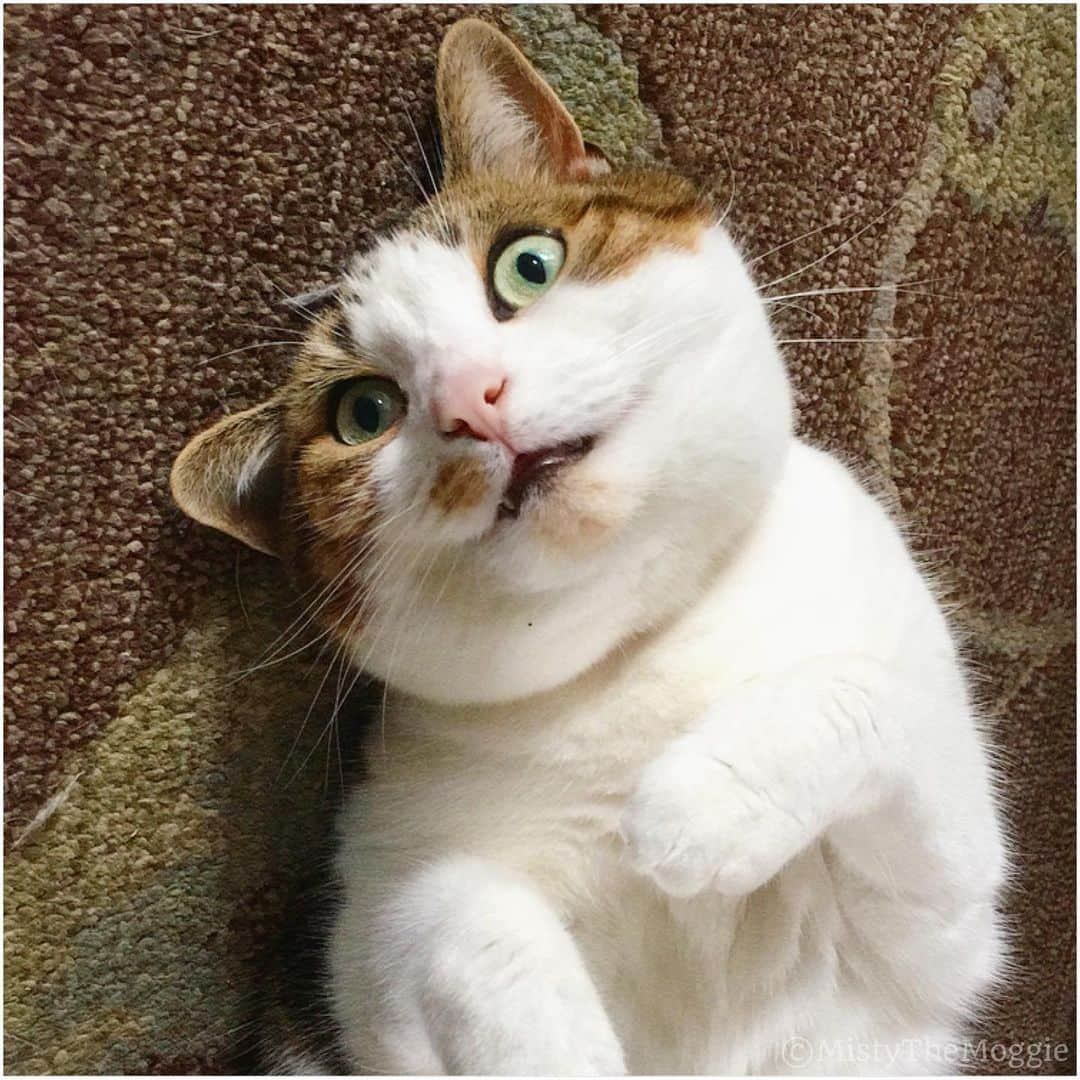 Misty The Moggieさんのインスタグラム写真 - (Misty The MoggieInstagram)「#throwback to derps on the weekend. Would you rub this belly??」7月4日 18時16分 - mistythemoggie