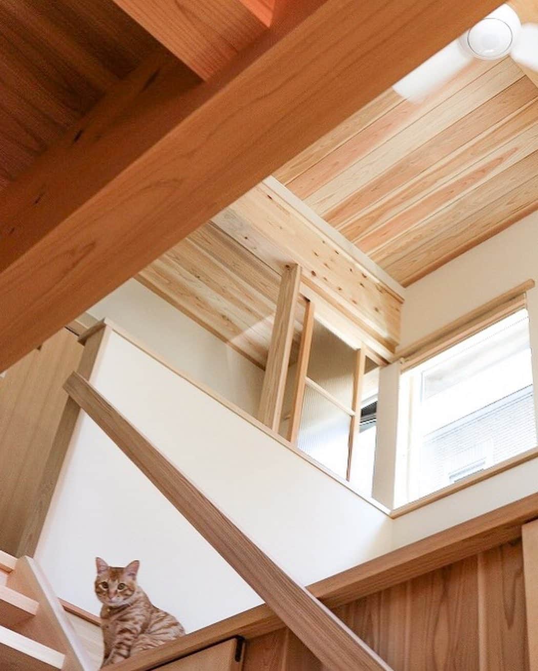 シーエッチ建築工房 さんのインスタグラム写真 - (シーエッチ建築工房 Instagram)「⠀ 宝塚市で建て方工事を迎えたのは 「猫たちと気ままに暮らす木の家」 ⠀⠀ 猫も心地よく暮らせる、 そんな家づくりが始まっています。 ※ストーリーズのハイライトも ご覧ください。 ⠀⠀ 今回のpicは猫たちとの暮らしが テーマになった木の家の施工事例。 猫たちも喜ぶサンルームがあります。 ⠀⠀ ⠀⠀ ◎シーエッチの木の家に お住まいの皆さまへ  ご自宅の愛犬、愛猫など、 木の家でくつろぐ姿をインスタ投稿で お寄せくださいませんか？ ⠀⠀ ⠀⠀ 「 #シーエッチ建築工房 」をつけた 投稿をお待ちしております♪ ⠀ ⠀⠀ ⠀⠀ □■木の家完成見学会■□ 亀岡市「薪ストーブのある里山の家」 7月27日(土)・28日(日) 10:30〜16:00（最終受付15:30） ※ご来場には事前のご予約が必要です。 HPやお電話にてお問い合わせください。 ──────────── 株式会社シーエッチ建築工房 兵庫県宝塚市仁川台76番地 0798-52-8863 https://www.ch-wood.co.jp ──────────── @ch_kenchiku 広報スタッフ募集中♪ 詳しくはお問い合わせください！ ⠀⠀ ⠀⠀ #木の家 #注文住宅 #新築 #一戸建て#家づくり #住まい #暮らし #日々のこと #マイホーム #たからづかな生活#ときめく日々がたからもの宝塚 #宝塚市 #西宮市 #伊丹市 #川西市 工務店 #自然素材 #国産材 #暮らしを楽しむ #自然と暮らす #こどもと暮らす #季節を楽しむ #洗面 #キッチン #キャットタワー #ペットと暮らす家 #犬のいる暮らし #猫のいる暮らし」7月4日 18時08分 - ch_kenchiku