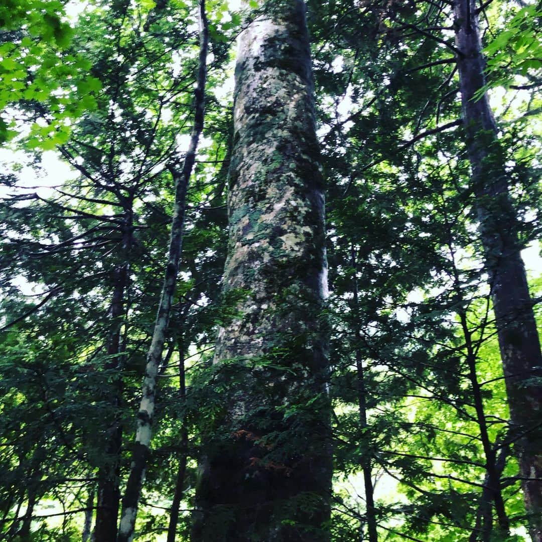 栗原心平さんのインスタグラム写真 - (栗原心平Instagram)「雨の中薬研渓谷散策へ。ヒバの実験林がありほのかに良い香りが…他にもブナ、ミズナラ、ヒノキあすなろと樹齢200年クラスがわんさかと。昔はヒバの伐採をしてトロッコで大畑町まで運んでいたそう。今も軌道だけ残っています。手掘りの隧道もあり中に入るとコウモリがキーキーと鳴いていましたw マイナスいお〜ん出てます出てます #栗原心平 #shimpeikurihara #青森 #青森県 #薬研 #薬研温泉 #薬研渓谷 #ヒバ #ブナ」7月4日 18時12分 - shimpei_kurihara