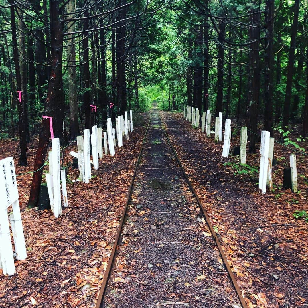 栗原心平さんのインスタグラム写真 - (栗原心平Instagram)「雨の中薬研渓谷散策へ。ヒバの実験林がありほのかに良い香りが…他にもブナ、ミズナラ、ヒノキあすなろと樹齢200年クラスがわんさかと。昔はヒバの伐採をしてトロッコで大畑町まで運んでいたそう。今も軌道だけ残っています。手掘りの隧道もあり中に入るとコウモリがキーキーと鳴いていましたw マイナスいお〜ん出てます出てます #栗原心平 #shimpeikurihara #青森 #青森県 #薬研 #薬研温泉 #薬研渓谷 #ヒバ #ブナ」7月4日 18時12分 - shimpei_kurihara