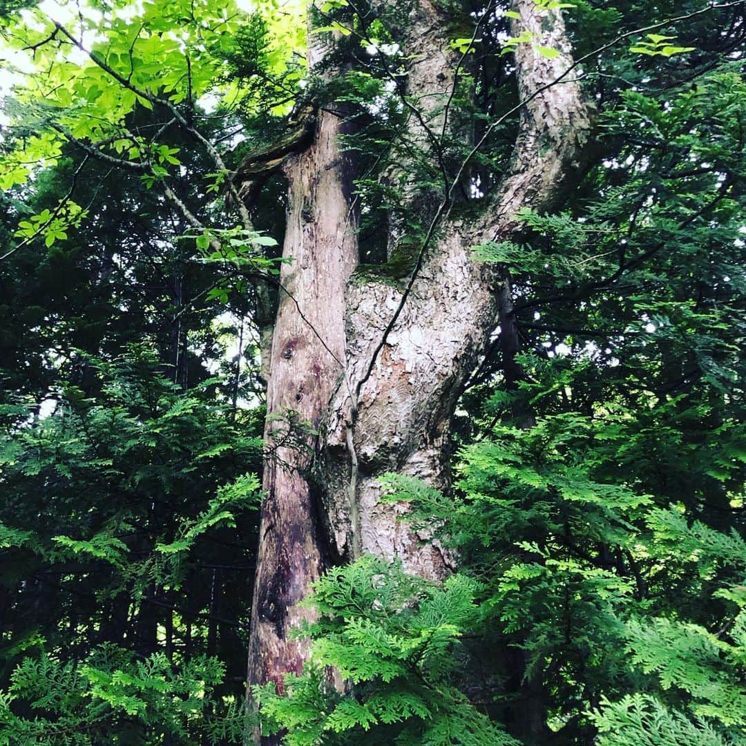 栗原心平さんのインスタグラム写真 - (栗原心平Instagram)「雨の中薬研渓谷散策へ。ヒバの実験林がありほのかに良い香りが…他にもブナ、ミズナラ、ヒノキあすなろと樹齢200年クラスがわんさかと。昔はヒバの伐採をしてトロッコで大畑町まで運んでいたそう。今も軌道だけ残っています。手掘りの隧道もあり中に入るとコウモリがキーキーと鳴いていましたw マイナスいお〜ん出てます出てます #栗原心平 #shimpeikurihara #青森 #青森県 #薬研 #薬研温泉 #薬研渓谷 #ヒバ #ブナ」7月4日 18時12分 - shimpei_kurihara