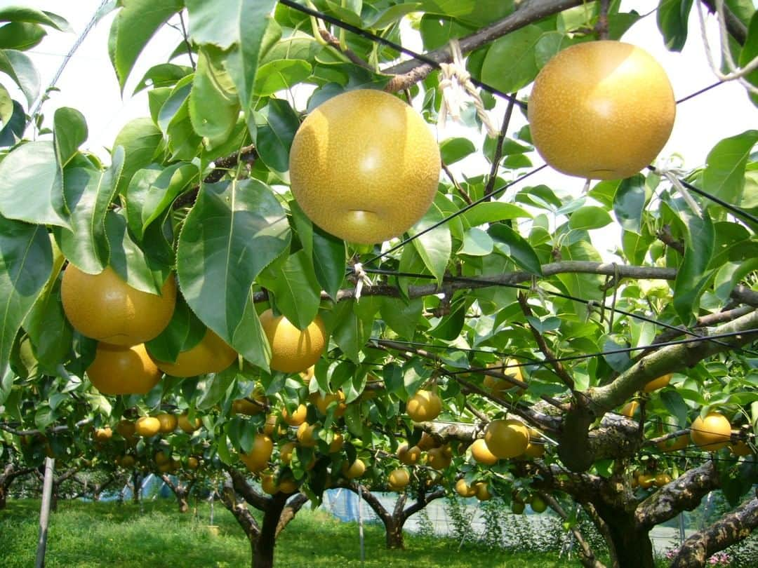 フランス大使館さんのインスタグラム写真 - (フランス大使館Instagram)「今日は #梨の日 ですね🍐。日本の梨のみずみずしいシャクシャクとした食感は、ねっとりとした洋梨の食感とちがってフランス人には新鮮なようです。最近では、フランスのスーパーでも日本の梨が売られているそうですよ。#なしの日 Photo : katorisi /CC BY 3.0 C’est la journée de la poire au Japon 🍐 ! Mais saviez-vous que la poire japonaise est bien différente de celle que l’on trouve dans nos contrées ? Contrairement à la poire française, la « nashi » japonaise est croustillante et ressemble davantage à une pomme ! Photo : katorisi /CC BY 3.0」7月4日 18時30分 - ambafrancejp