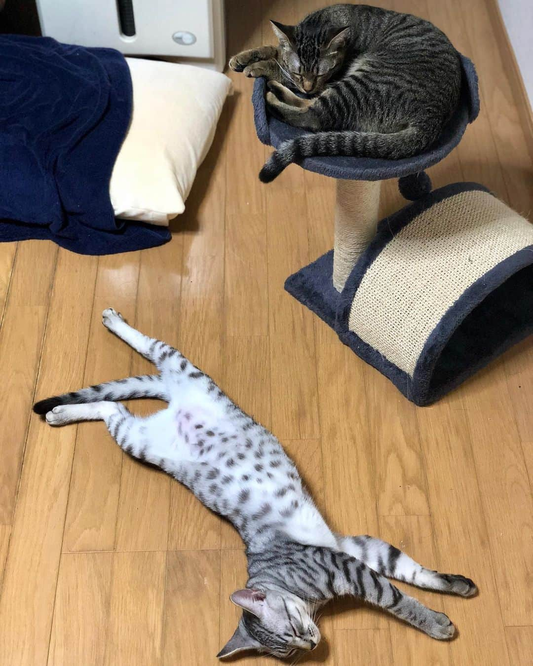 レモンライムさんのインスタグラム写真 - (レモンライムInstagram)「体力温存中だにゃ〜😪😴 ⚫️💤 . #lemon_lime🍋🥒﻿﻿﻿﻿﻿﻿﻿﻿﻿ #猫 #cat #ねこのおうち #ねこぶ #ねこのきもち ﻿﻿﻿﻿﻿﻿﻿﻿ #animal #cutepetclub #beautiful﻿ #cats_of_world #ねこと暮らす #ねこ部 #ねこ好き #みんねこ﻿﻿ #ねこのいる暮らし  #ねこちゃん #ねこlove #ねこ様 #ねこずき ﻿﻿﻿﻿﻿﻿﻿ #にゃんすたぐらむ﻿﻿﻿﻿﻿﻿﻿﻿ #고양이산책 ﻿﻿﻿﻿﻿﻿ #ねこ﻿﻿﻿﻿﻿﻿﻿ #ねこいる ﻿﻿﻿﻿﻿﻿﻿ #catlovers #catstagram #catlife ﻿﻿﻿﻿﻿﻿﻿ #ねこラブ」7月4日 18時44分 - lemon.lime0327