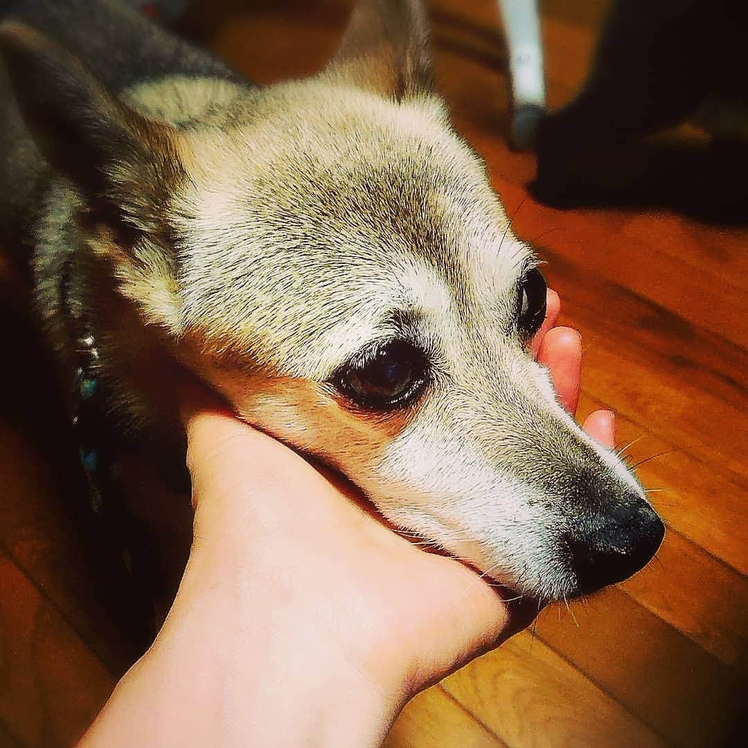 片山愁さんのインスタグラム写真 - (片山愁Instagram)「#犬　#いぬ　#いぬのいる暮らし #dog」7月4日 18時49分 - shu_kata