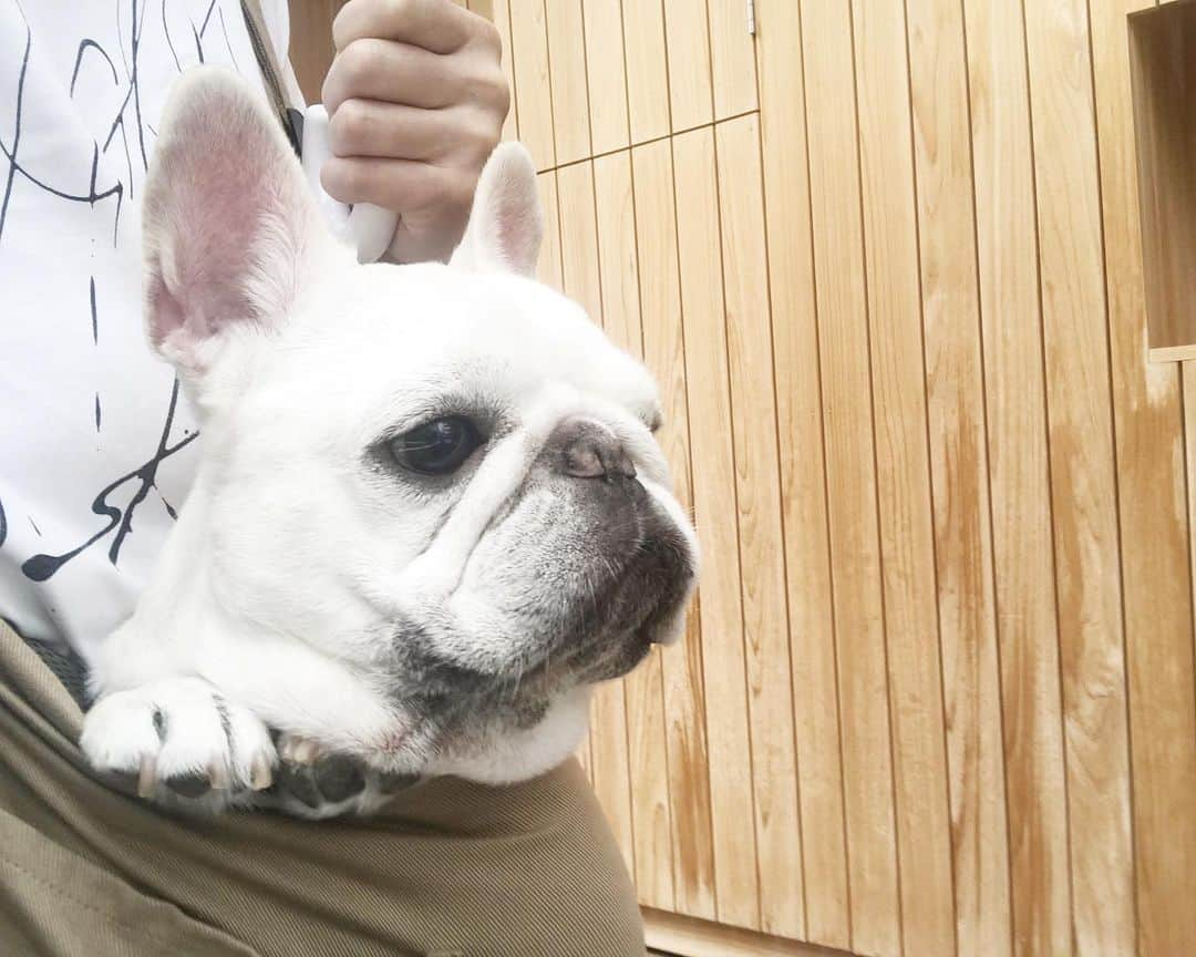 Ham-chanさんのインスタグラム写真 - (Ham-chanInstagram)「#frenchie #frenchbulldog #hamham #hamchan #フレンチブルドッグ #フレブル #はむはむ #はむちゃん  雨が続くねーー🐶☔️」7月4日 19時27分 - hide_ham_tank