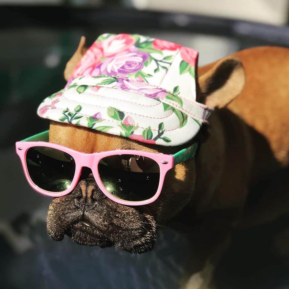 French Bulldogさんのインスタグラム写真 - (French BulldogInstagram)「@cocomankie rocking Frenchie World® Dog Hat (With Ear Holes) 🌸🌸🌸 . . . . . #französischebulldogge #bullylove #bulldog_ig_community#bulldog #frenchiesociety #thefrenchiepost #buhi#bulldoglife #bulldogmoments #frenchiesofig #bullieslife#fab_frenchies #bulldogloversofinsta #frenchbulldoglove#bullyinstagram #bulldogram #ワンコ #frenchies1#frenchielove_feature #bulldoglove」7月4日 19時35分 - frenchie.world