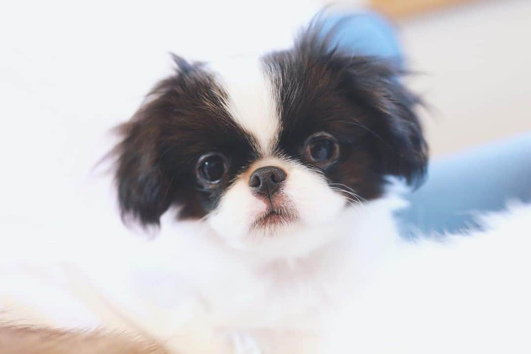 juntowaさんのインスタグラム写真 - (juntowaInstagram)「ちょっと前なのに赤ちゃん感強め。#子犬#育てたい」7月4日 19時46分 - juntowa