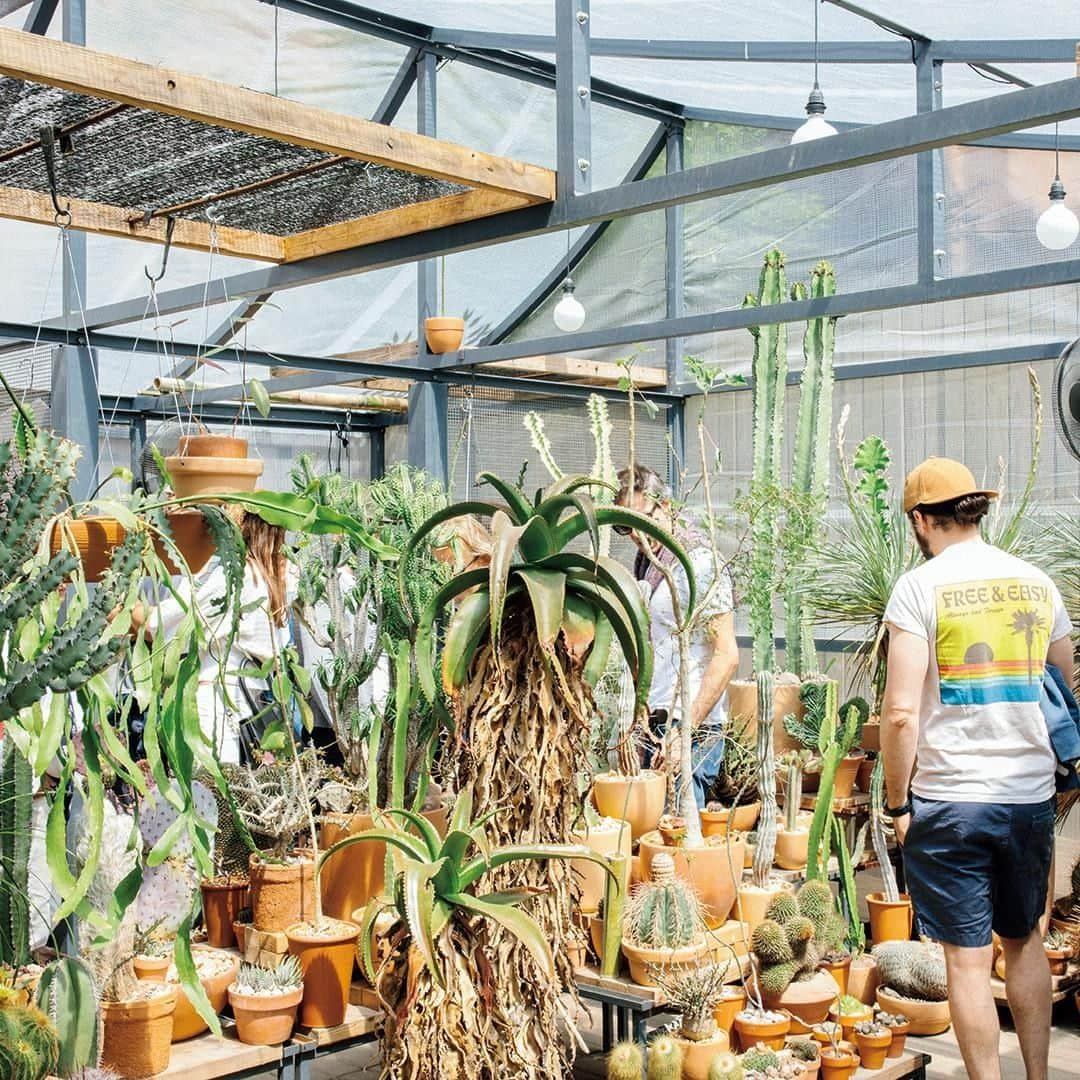 ブルータスさんのインスタグラム写真 - (ブルータスInstagram)「【珍奇植物★発売中】春から夏へと表情を変える５月末のマンハッタン、ロウアー・イースト・サイド。ロサンゼルスの〈カクタスストア〉の季節限定店が今年もオープン。狭い店内だが世界中の珍しいサボテン種がその周りに風景を作る。  #ブルータス #brutus #珍奇植物 #植物 #多肉植物 #観葉植物 #植物のある暮らし #花 #botanical #plants #nature」7月4日 20時00分 - brutusmag