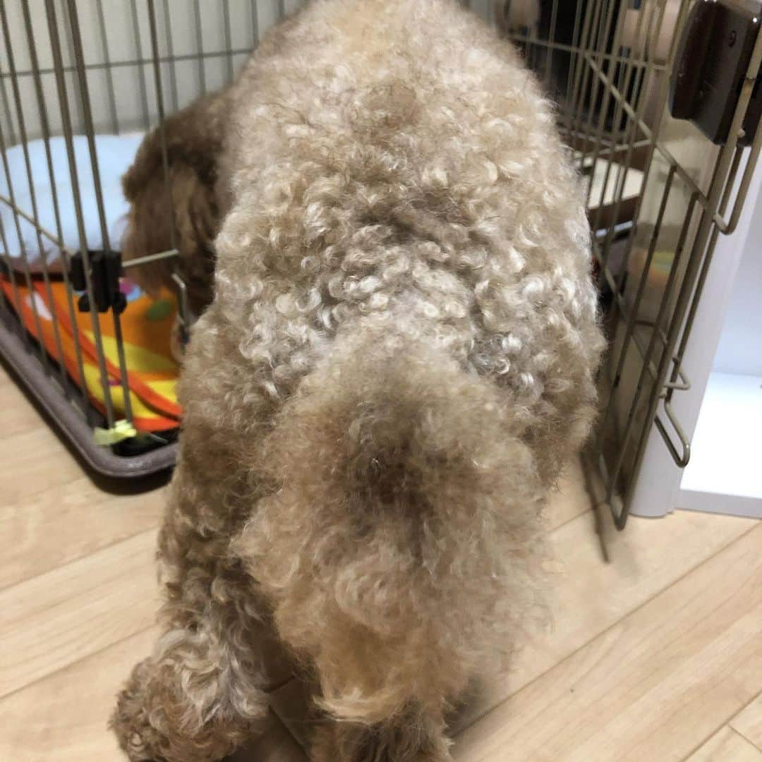 新井涼平さんのインスタグラム写真 - (新井涼平Instagram)「犬。 これに顔のパーツつけたら頭と変わらん。」7月4日 19時58分 - arai_r