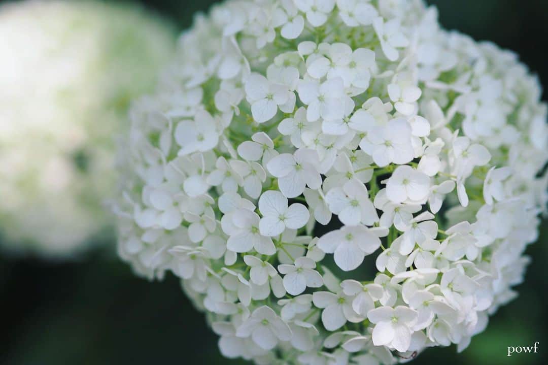 anemone_69のインスタグラム：「. #hydrangea #アジサイ #あじさい #紫陽花 . ✤ .」