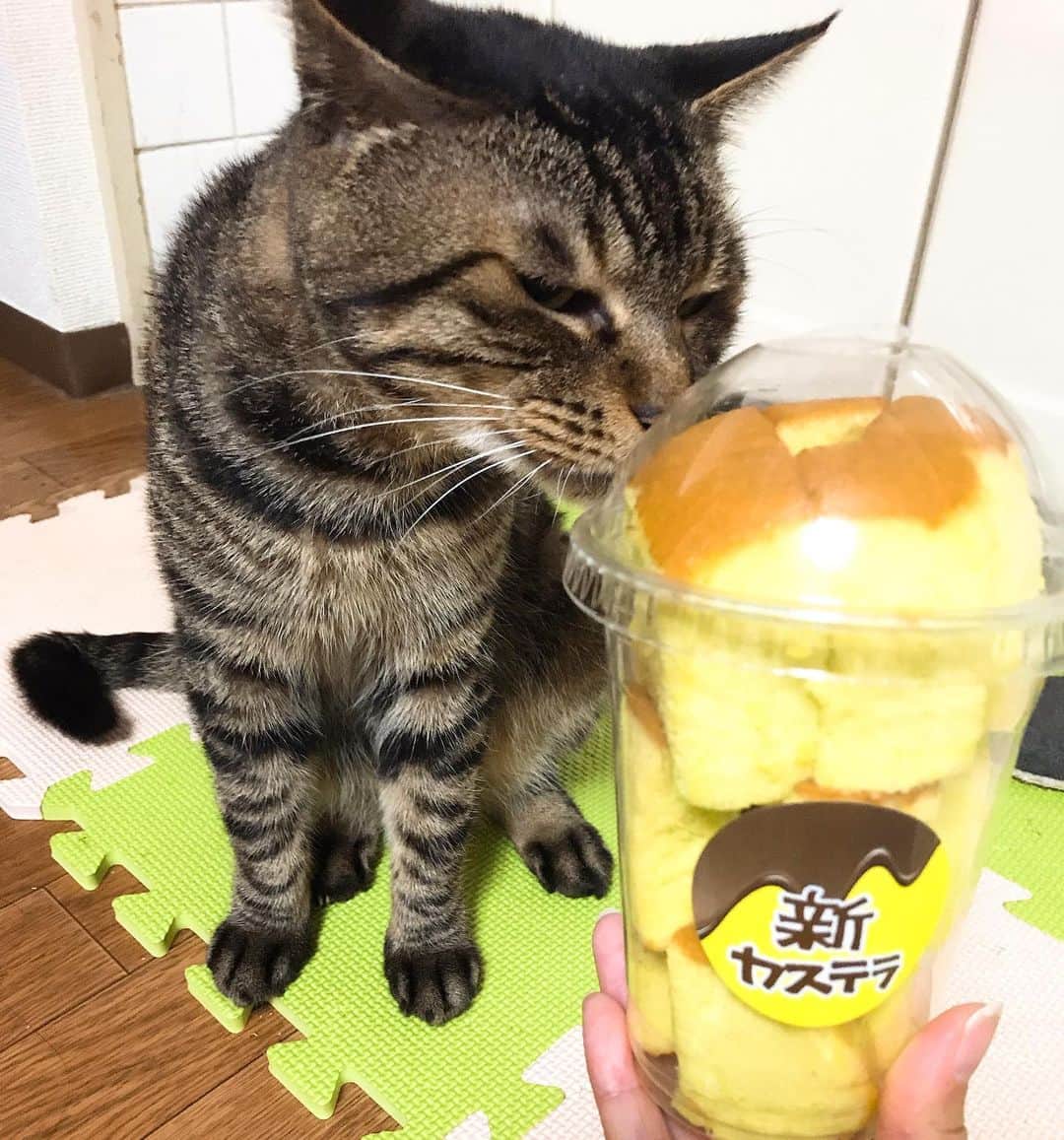 Musashiさんのインスタグラム写真 - (MusashiInstagram)「夕方ムサシさん。高円寺散歩のお土産は新カステラのメロンとプレーン。箱もかわいい。Castella sponge cake.🥤🏠 #musashi #mck #cat #キジトラ #ムサシさん #ねこすたぐらむ #musashi_the_cat  新カステラはとてもふわふわで美味しかったです。イシデ電個展では絵ハガキを買いました。」7月4日 20時15分 - _daisy