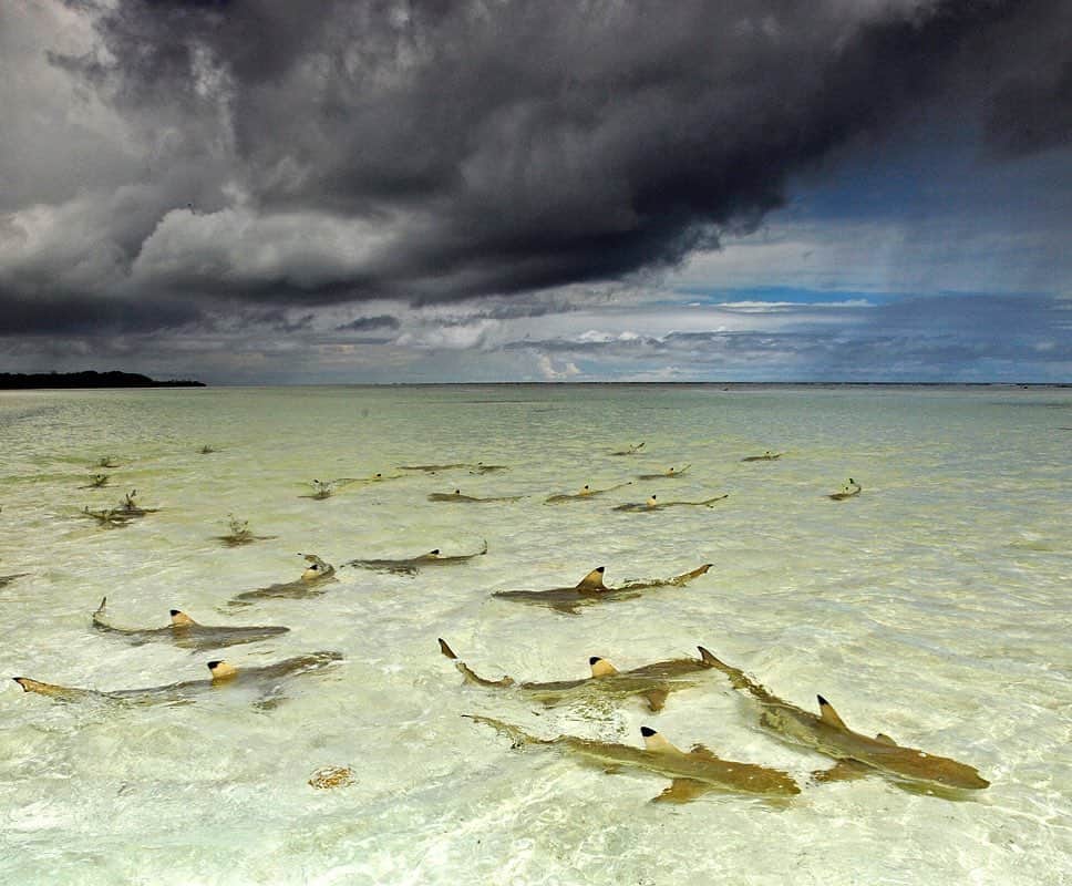 Thomas Peschakのインスタグラム：「Blacktip reef sharks gather in the current as the tide drives water into Aldabra's giant Manhattan size lagoon. This remote Atoll is part of the #Seychelles and inshore, sharks are unbelievably abundant. A reef flat packed with sharks and a epic storm brewing on the horizon, what more could a photographer want! Unpublished photograph shot on assignment for @natgeo #sharks #wilderness #stormchasers #seychelles #indianocean #aldabra」