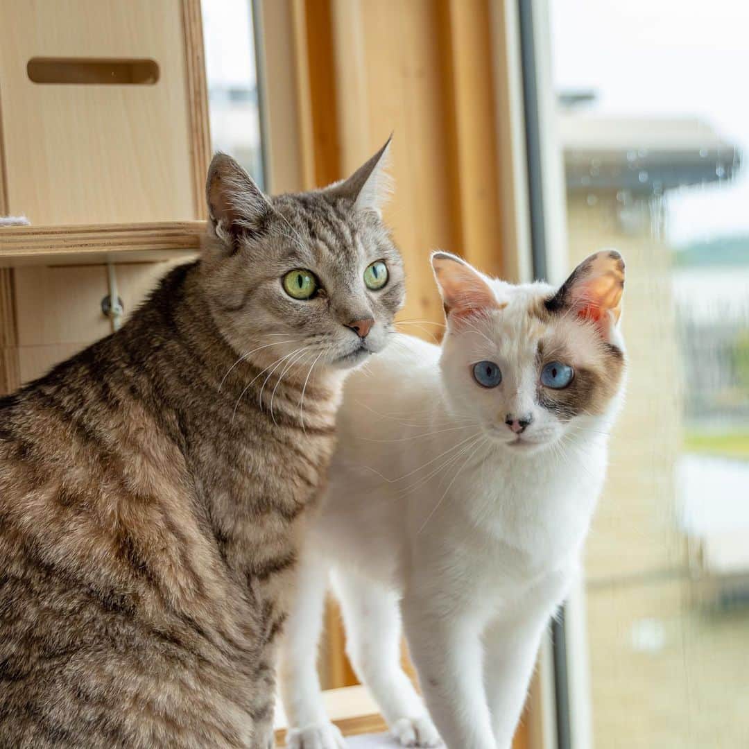 マアルのインスタグラム：「ぼんちゃんandみるくちゃん  #🐈 #猫好きさんと繋がりたい #北海道 #旭川市 #ペットホテル」