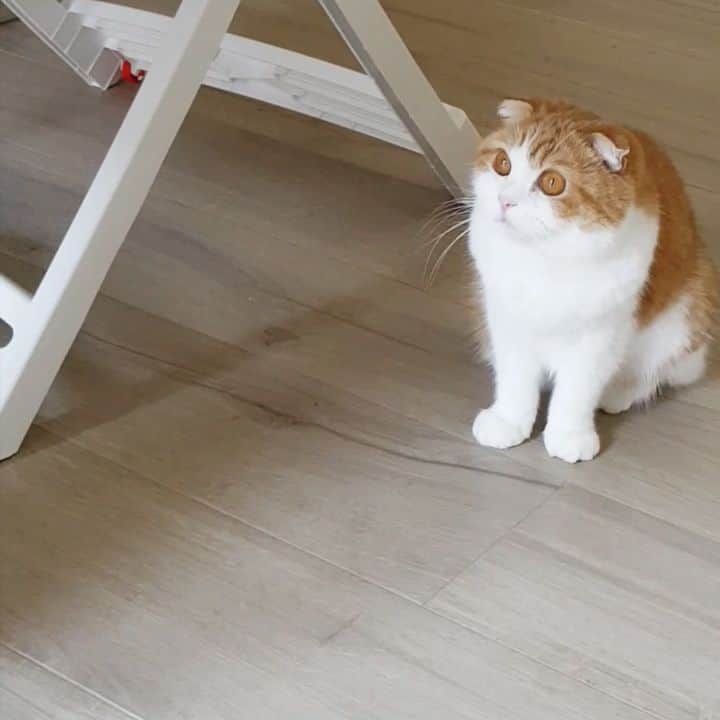 Nana _The Scottish Foldのインスタグラム：「Found a fly !! And she actually caught it again so I let it go out the window😨 what a beast!!! . 나,,나나 뚠뚠이라고 무시했는데 들어오는 파리마다 족족 기절시켜 제가 풀어주고있습니다😅 . . . . #고양이 #猫 #ねこ #スコ #cat #cats #catstagram #catsofinstagram #instagramcats #instacat #bestmeow #catoftheday #catsofworld #catsloversworld #catsofday #냥스타그램 #또앙 #귀여워 #냥이 #caturday #gatos #cats_of_instagram #ilovemycat #catselfie #kittensofinstagram #kittens #catsdaily #kucing #mao」