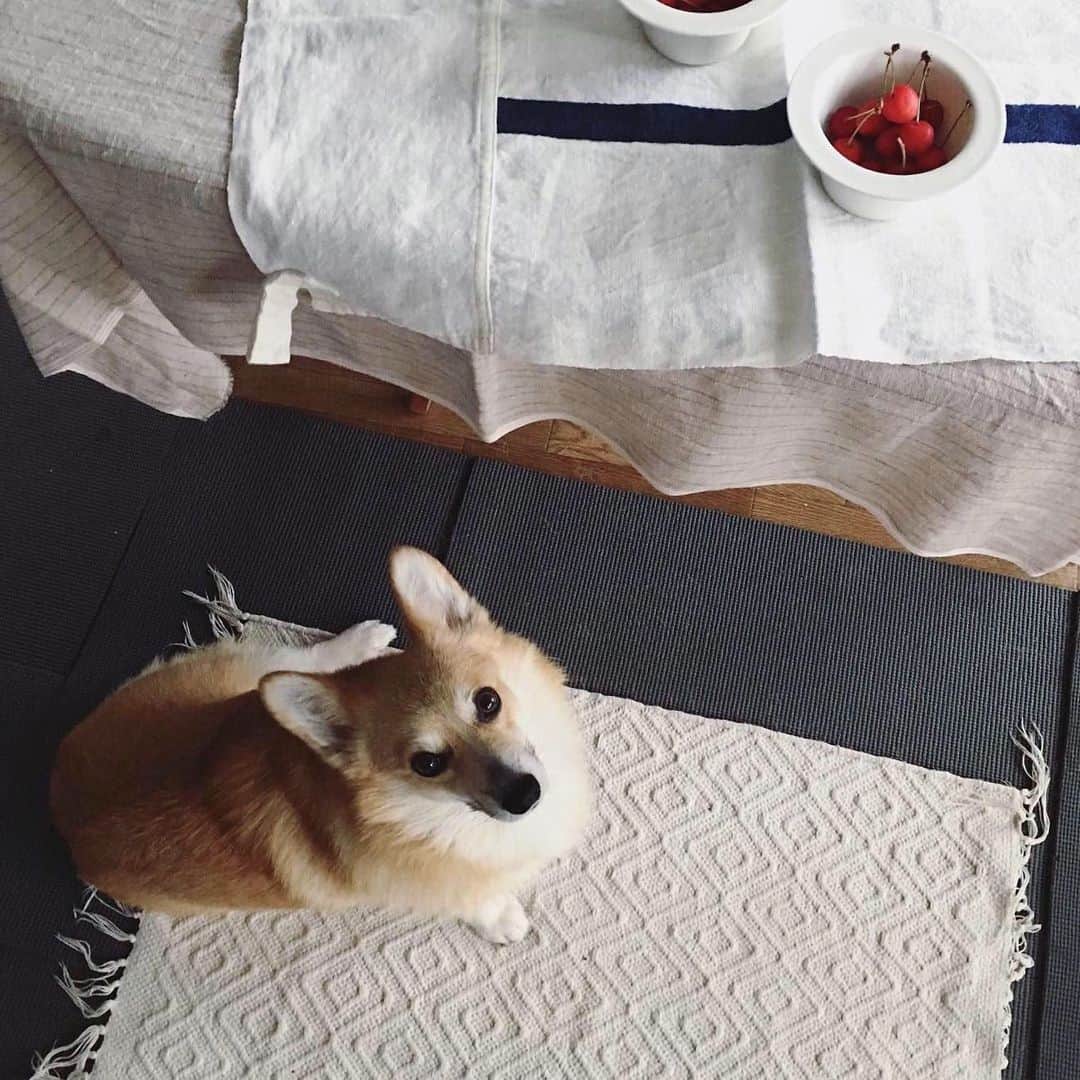 maggydaisyのインスタグラム：「_  私を見てるのではなく 私が持っているパンを見てます☻  そして、オスワリはいつも横座り 女の子だしねー  そして、このマットの房が日に日に減って行く…  #房が減る犯犬  #maggydaisymore20190704 #corgi #コーギー #犬がいる暮らし #里親」