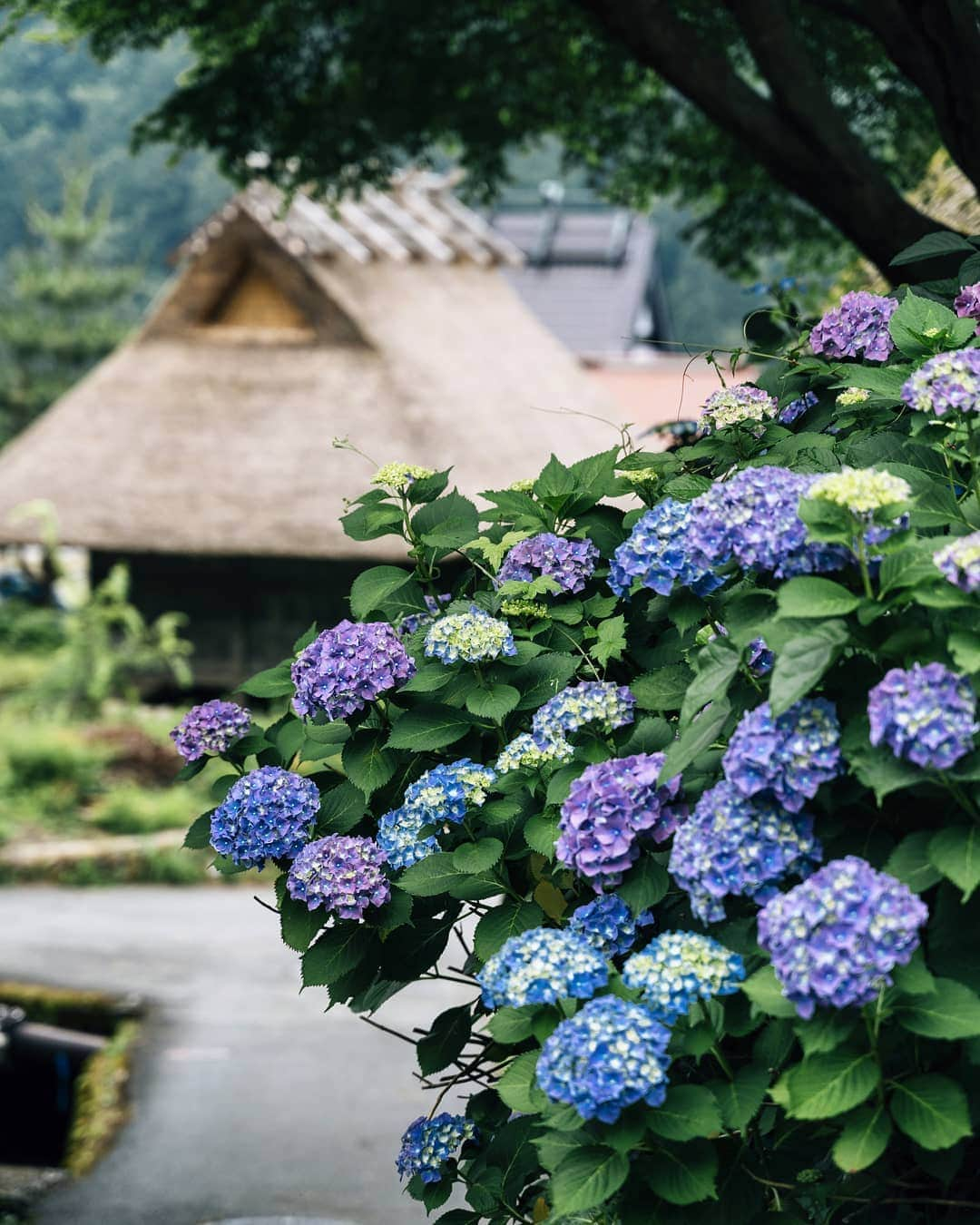 京都いいとこフォトさんのインスタグラム写真 - (京都いいとこフォトInstagram)「. かやぶきの里に咲く紫陽花。 昔ながらの町並みに青紫色が鮮やかに映ります。 . Hydrangea blooming in the village of Kayabuki in Nantan City. The blue-purple shines vividly in the old-fashioned town. . . . Date : 2019.6.30 Location : #美山かやぶきの里 #Kayabukinosato Photo : @hino0117 .」7月4日 21時13分 - kyoto_iitoko