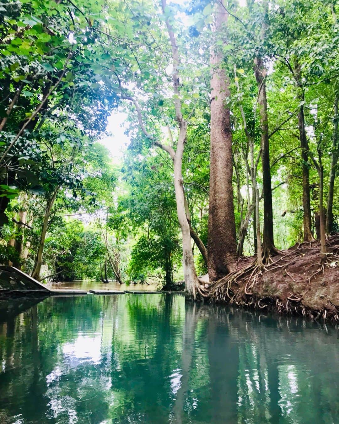 新井利佳さんのインスタグラム写真 - (新井利佳Instagram)「#khaoyai #khaoyaitrip #khaoyainationalpark #khaoyaithailand #thailand_ig #crystalblue #water #nature #purewater ##BanThaChangSpring #Emerald #thailandtravel #familytrip #angthong  #拷艾國家公園 #考艾國家公園 #國家公園 #泰國 #泰國旅遊 #下雨天 #回歸自然 #泉水 #三世代旅行 #新井利佳 #鄉下 #カオヤイ #カオヤイ国立公園 #カオヤイ旅行 #タイ🇹🇭 #タイ旅行」7月4日 21時15分 - rika.arai