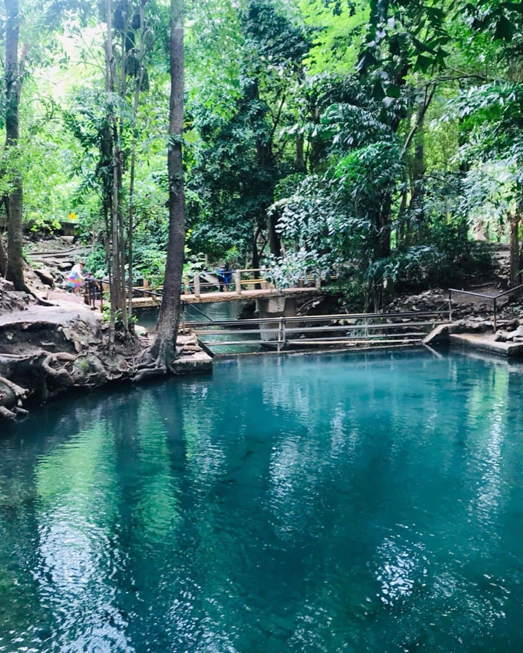 新井利佳さんのインスタグラム写真 - (新井利佳Instagram)「#khaoyai #khaoyaitrip #khaoyainationalpark #khaoyaithailand #thailand_ig #crystalblue #water #nature #purewater ##BanThaChangSpring #Emerald #thailandtravel #familytrip #angthong  #拷艾國家公園 #考艾國家公園 #國家公園 #泰國 #泰國旅遊 #下雨天 #回歸自然 #泉水 #三世代旅行 #新井利佳 #鄉下 #カオヤイ #カオヤイ国立公園 #カオヤイ旅行 #タイ🇹🇭 #タイ旅行」7月4日 21時15分 - rika.arai