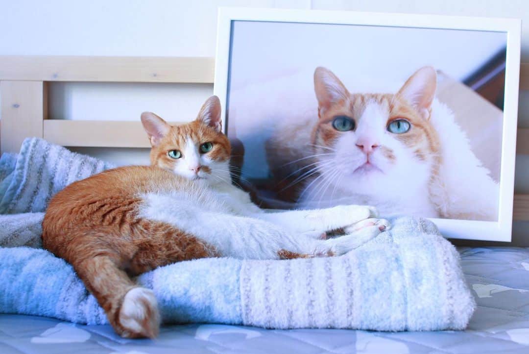 リプリー王子さんのインスタグラム写真 - (リプリー王子Instagram)「2019.07.04 #0704ripleyn  見て〜🎶 6月22.23日に渋谷で開催された 飛び猫さんで有名な五十嵐健太さん @tobineko_0 の 猫合同写真展「ねこ専」に、りぷちんの写真も 展示していただきました😻 その写真をプレゼントしていただいたの！ めちゃくちゃキレイにプリントしてもらえて 嬉しすぎる😭❤️ 早速フレームを買って入れてみたよ！ 五十嵐さん、お忙しいところありがとうございました！ 大事に飾らせていただきます！ . また展示されてるの教えてくださった にゃおみさん @nyaomi3904  本当にありがとうです💕 * . #無敵の親バカ同盟 #シブにゃん隊over10  #チームラスカルにゃん#りぷちん #りぷちん2019 #ふわもこ部 #関西ねこ部 #cat #猫 #ねこ  #茶しろ組 #gingercat #茶トラ男子部 #excellent_cats #instacat_meows #cat_features #catsofinstagram #weeklyfluff #IGersJP #catstagram #bestmeow  #ペコねこ部 #pecoマガジン表紙デビュー #sippo #朝ワンコ夕ニャンコ  #nyancon01 #rakutenpet  @animalabo_official #マイブーム」7月4日 21時27分 - ripleyn