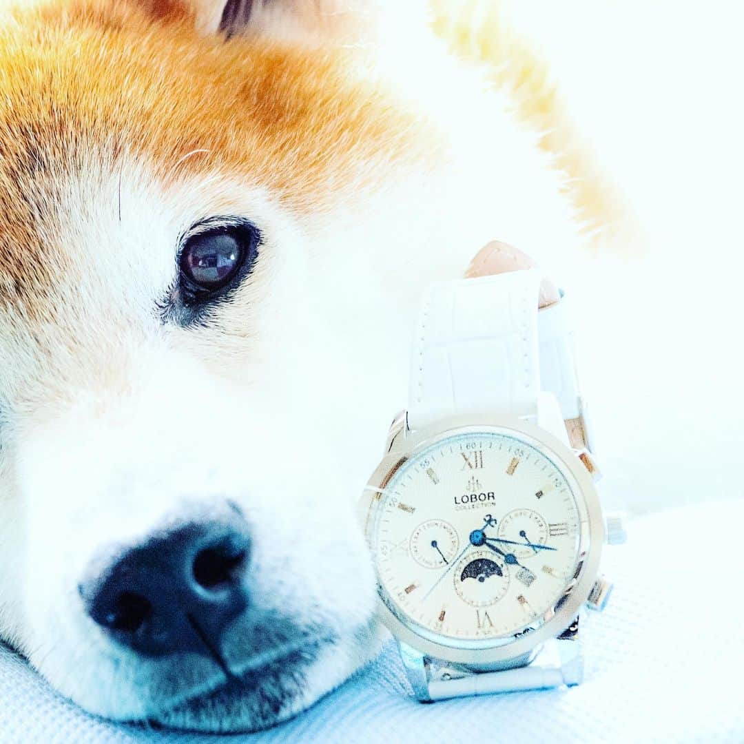 BlackRed shibasさんのインスタグラム写真 - (BlackRed shibasInstagram)「lovely Musashi!  Time goes on as we speak. . . . 時計は @loborjapan さんから 御提供頂きました。 . 白に青針が夏らしい… CELLINI COLLECTIONから CELLINI S DES VOEUX (WHITE)  LB8170MPIWWH . . . #lobor #ロバー #腕時計 #時計 #手元倶楽部 #watch . クーポンコード  black_red_jp0521 使用で10パーセントオフになります。 . 今回は色々重なり二回目の投稿が 遅くなりました… ごめんなさい。 . それでも… 引き受けた依頼は責任を持って ご紹介させて頂きます。 . . . #neneandmusashi2019 #nikon #nikond5 #makroplanar #カールツァイス #ニコン #carlzeiss #shibainu #shiba #柴犬 #しばいぬ #eye #lovely #cute #dog」7月4日 21時57分 - black_red_jp