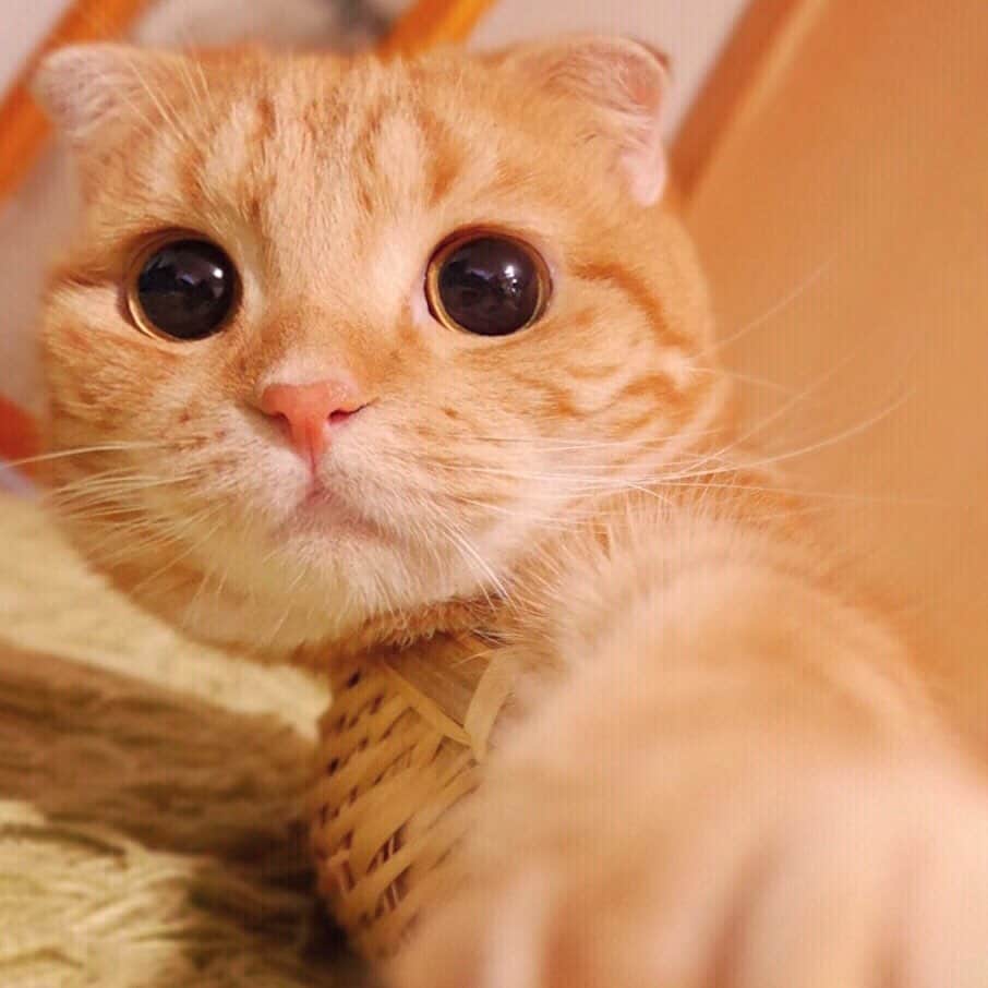 のインスタグラム：「Selfie! . 上手に撮れてる？」