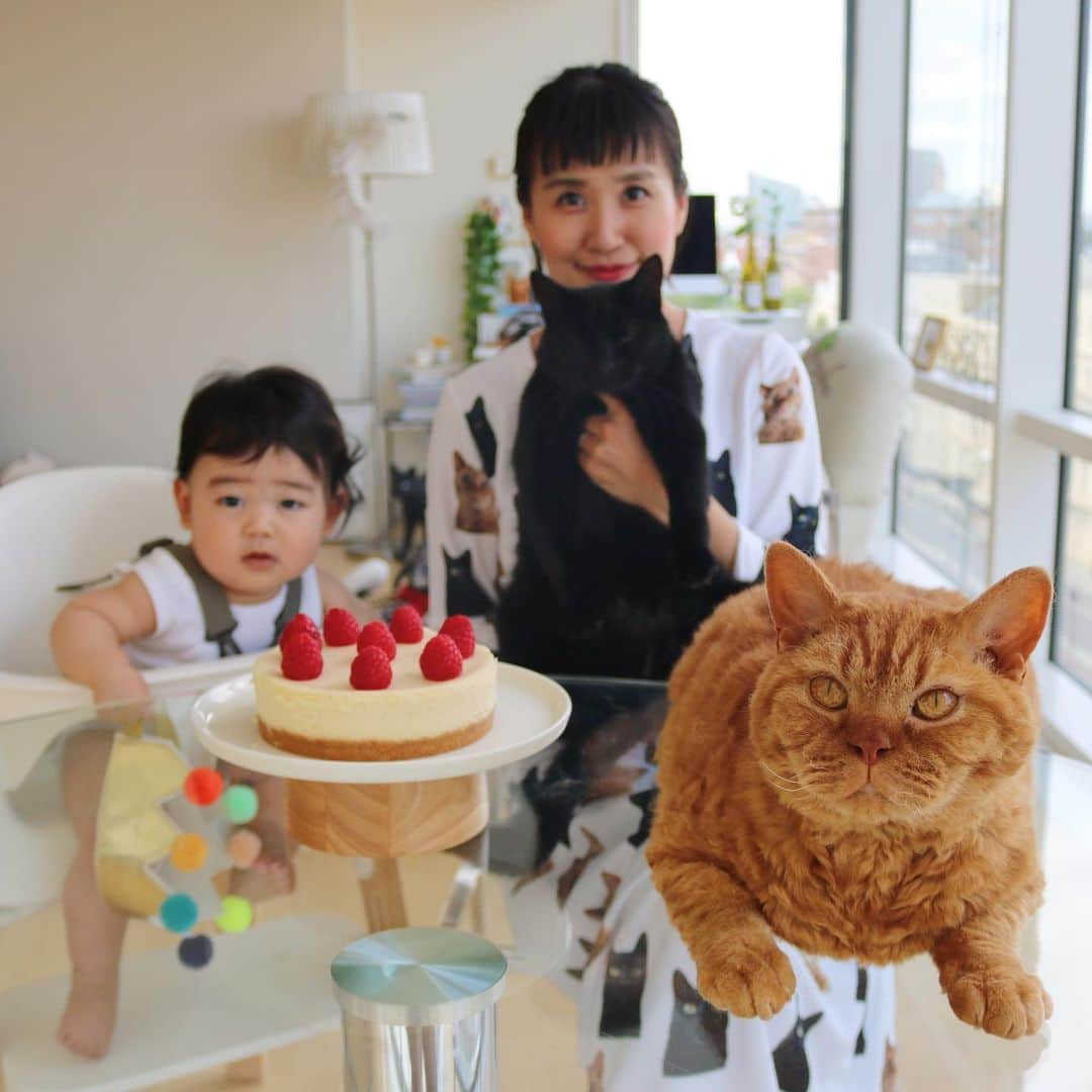 ギネス & ピムスさんのインスタグラム写真 - (ギネス & ピムスInstagram)「04/07/2019 Happy Thursday! ・ Yesterday was my birthday💁🏻‍♀️ Nagi has also turned 7 months👶 ・ A photo with everybody assembled to remember the day. But with a growing family, it’s getting increasingly difficult to have everyone’s eyes looking at the camera at the same time😂 ・ Have a fantastic day everyone! ・ ・ ピム丸に続き、 昨日は母丸の誕生日でした！ （昨日システム障害でpost出来なかった😂） そして凪くん#生後7ヶ月 になりました👶 おめでとう！ 同じ3日が誕生日にしたくて、 なんとかギリギリ23時33分に執念で産みました。笑 わたくし もう祝う歳でも無いのですけど、 毎年撮ってるので、一応家族写真を。 家族が増えるとみんなでカメラ目線をする難しさよ…🤣 そしてピム丸が前に出過ぎたせいで ピントも合わせづらいという。笑 ⑤はなぜかピム丸がピントを独り占めしていて面白いのでついでに入れておいた。笑 何はともあれ、 来年も健康でみんな揃って写真が撮れますように。 これからも三兄弟with母丸をよろしくお願いします♬ ・ ギネピム柄の生地で新たにロングワンピを作ってみた。 ピムスが入ってる分、派手😂 ・ ・ #ギネスくん #ピムスくん #ギネピムと凪くん  #happybirthday  #7monthsold #babyboy #男の子ベビー #赤ちゃんのいる生活 #赤ちゃんのいる暮らし #赤ちゃんと猫 #猫と赤ちゃん」7月4日 22時20分 - rina_takei