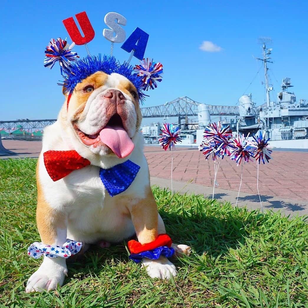 Bodhi & Butters & Bubbahさんのインスタグラム写真 - (Bodhi & Butters & BubbahInstagram)「On a scale of one to America how free are you tonight? 🇺🇸4️⃣🎉 Happy 4th of July friends ❤️ . . . . #bulldog #bestoftheday #dogsofinstagram #4thofjuly #2019 #freedom #party #like #its #1776 #celebrate #red #white #and #blue 📸@gusthebulldog17」7月4日 22時14分 - keonistuff